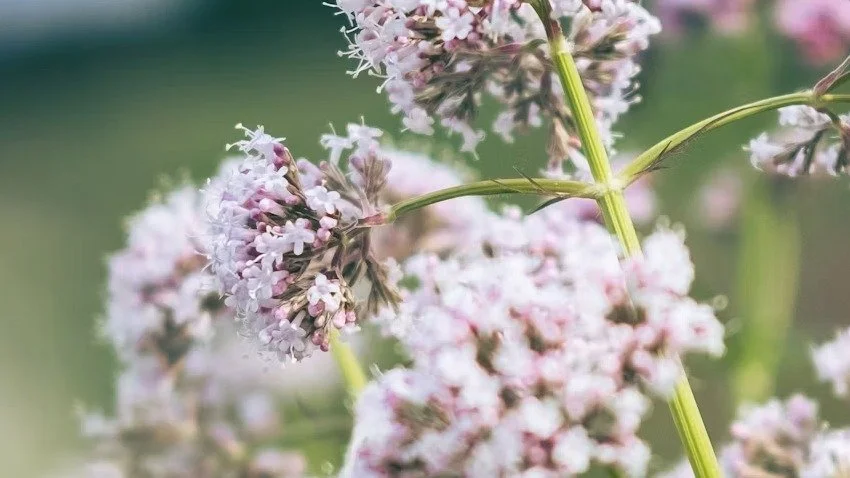 Herb of the Month: Valerian