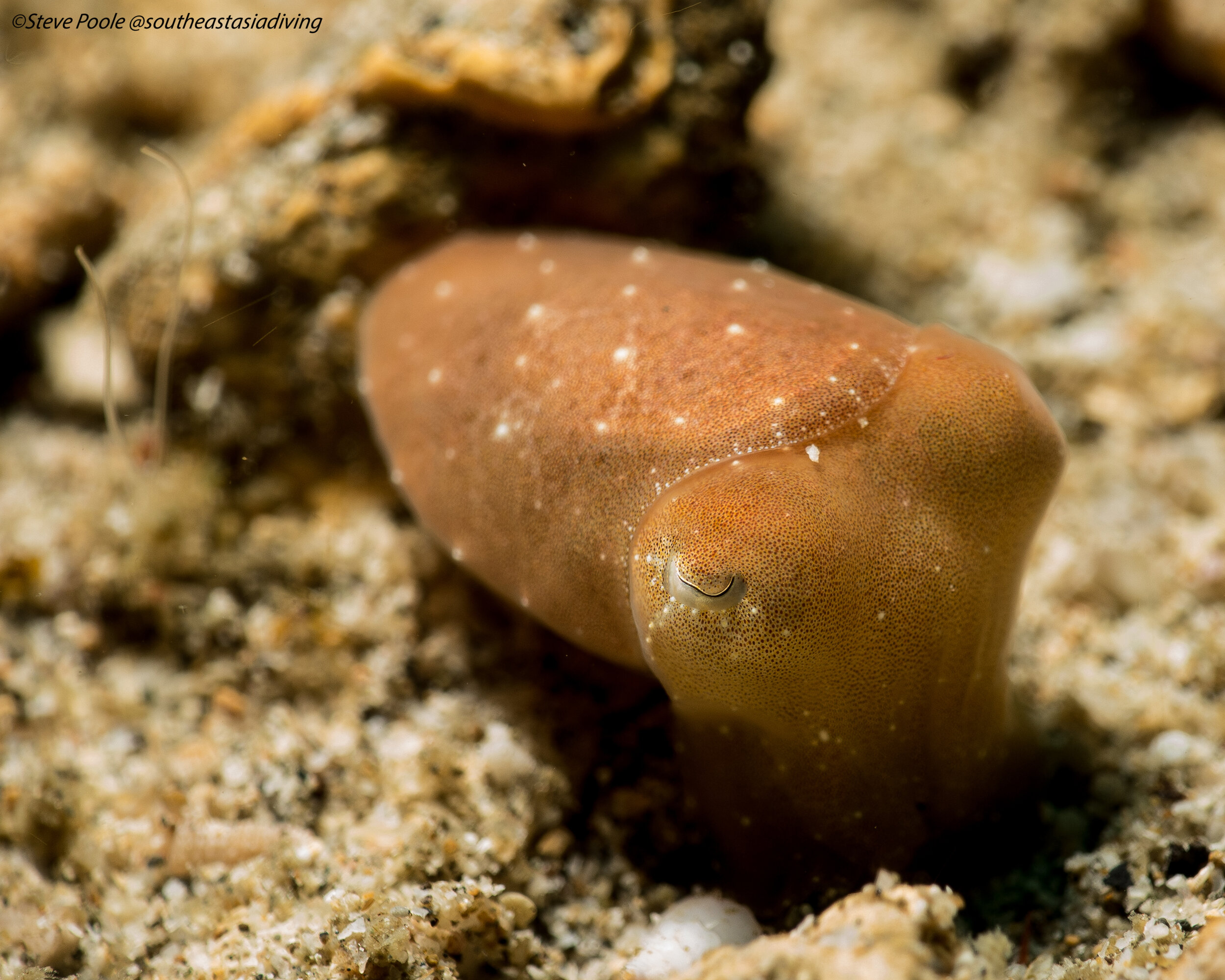 baby cuttlefish1 a.jpg
