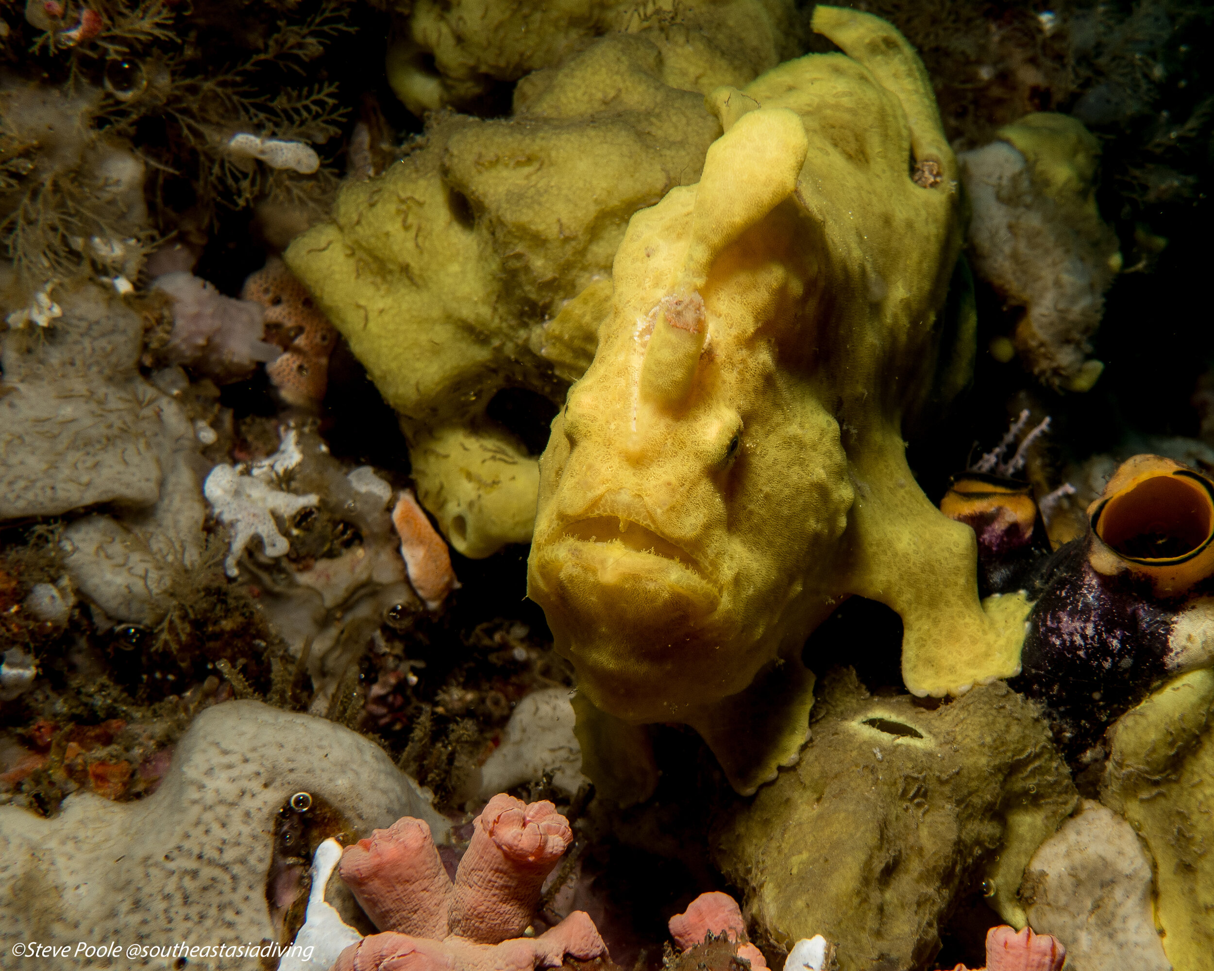Frogfish1a.jpg