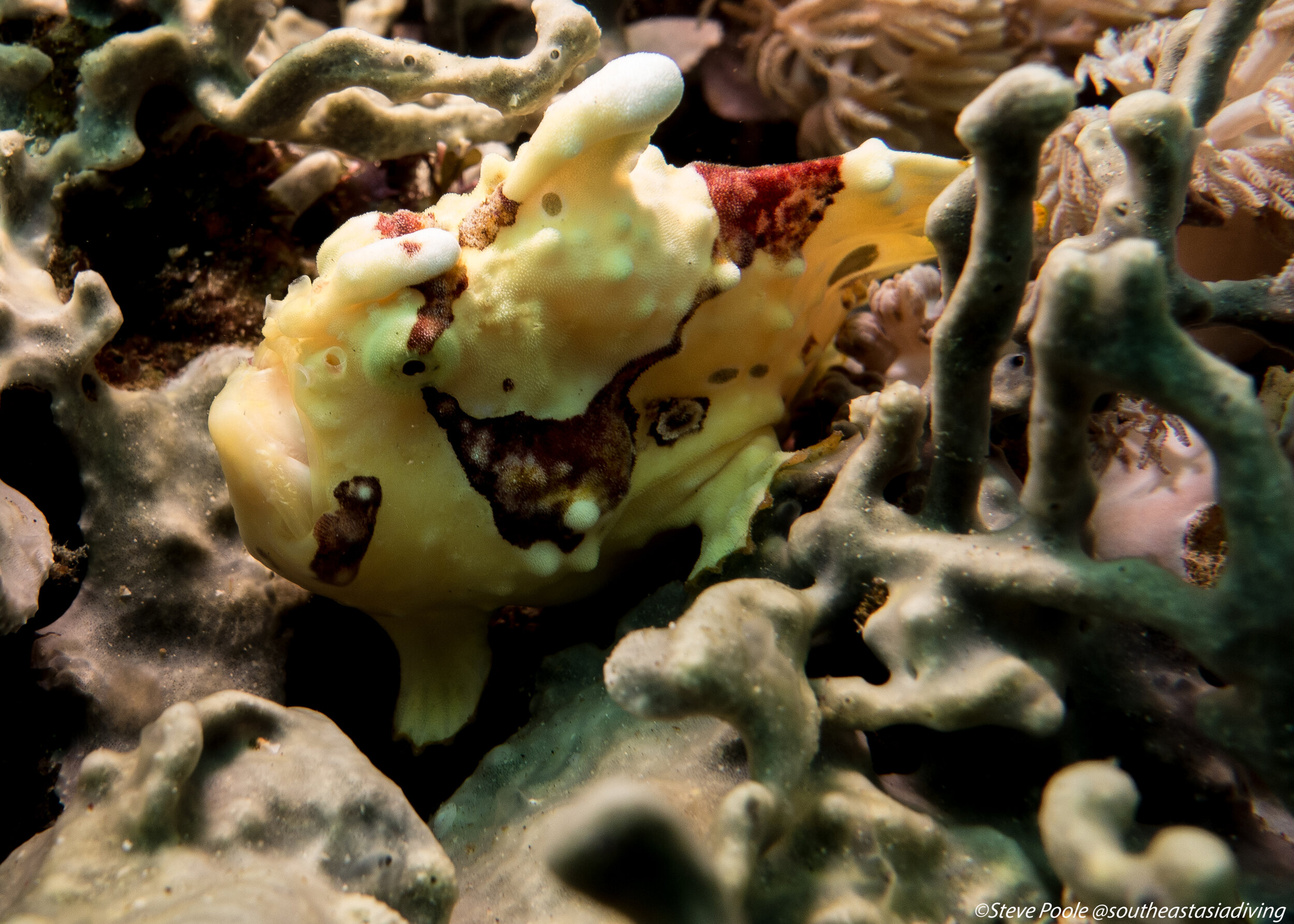 Frogfish3a.jpg