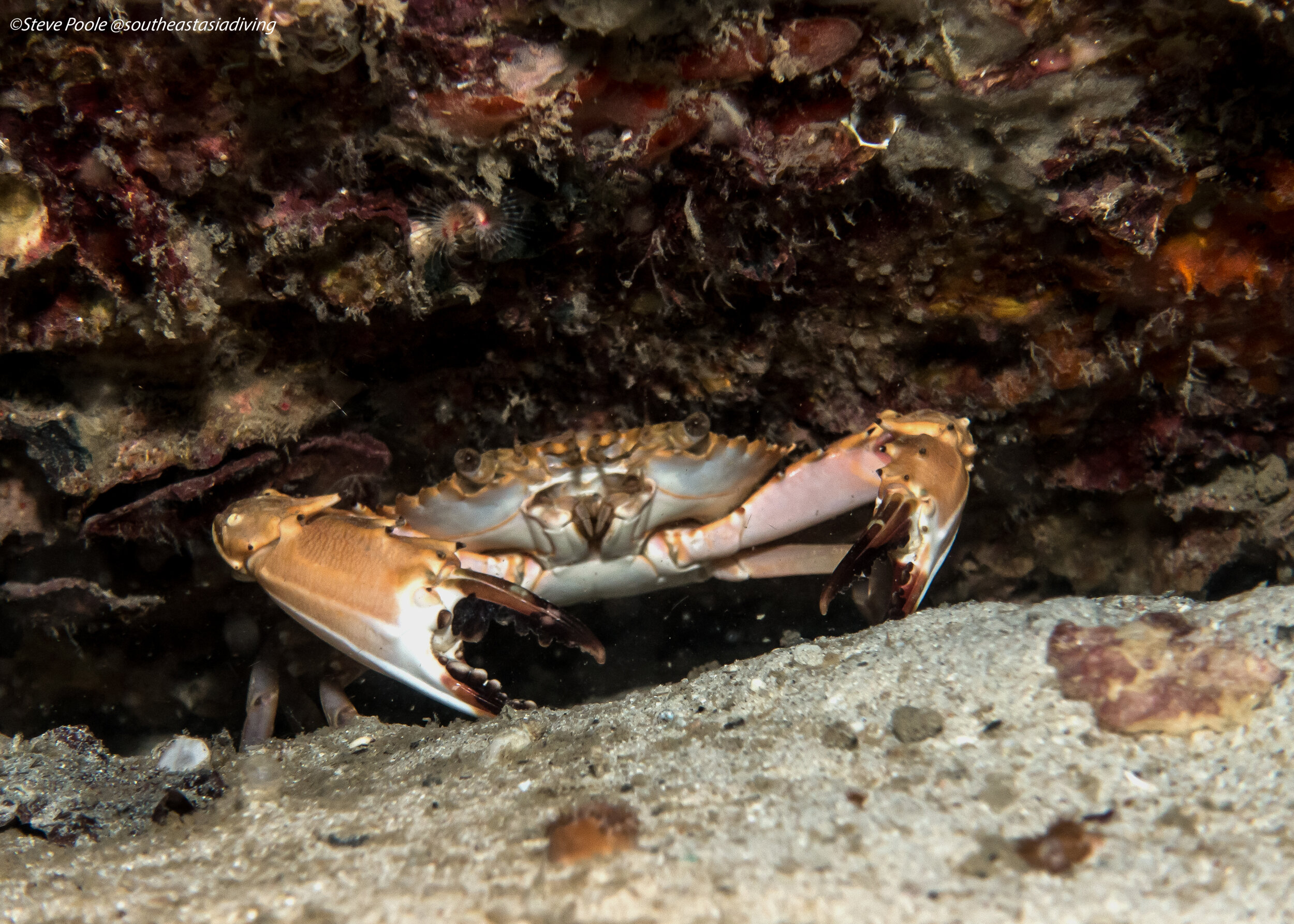 crab1.jpg