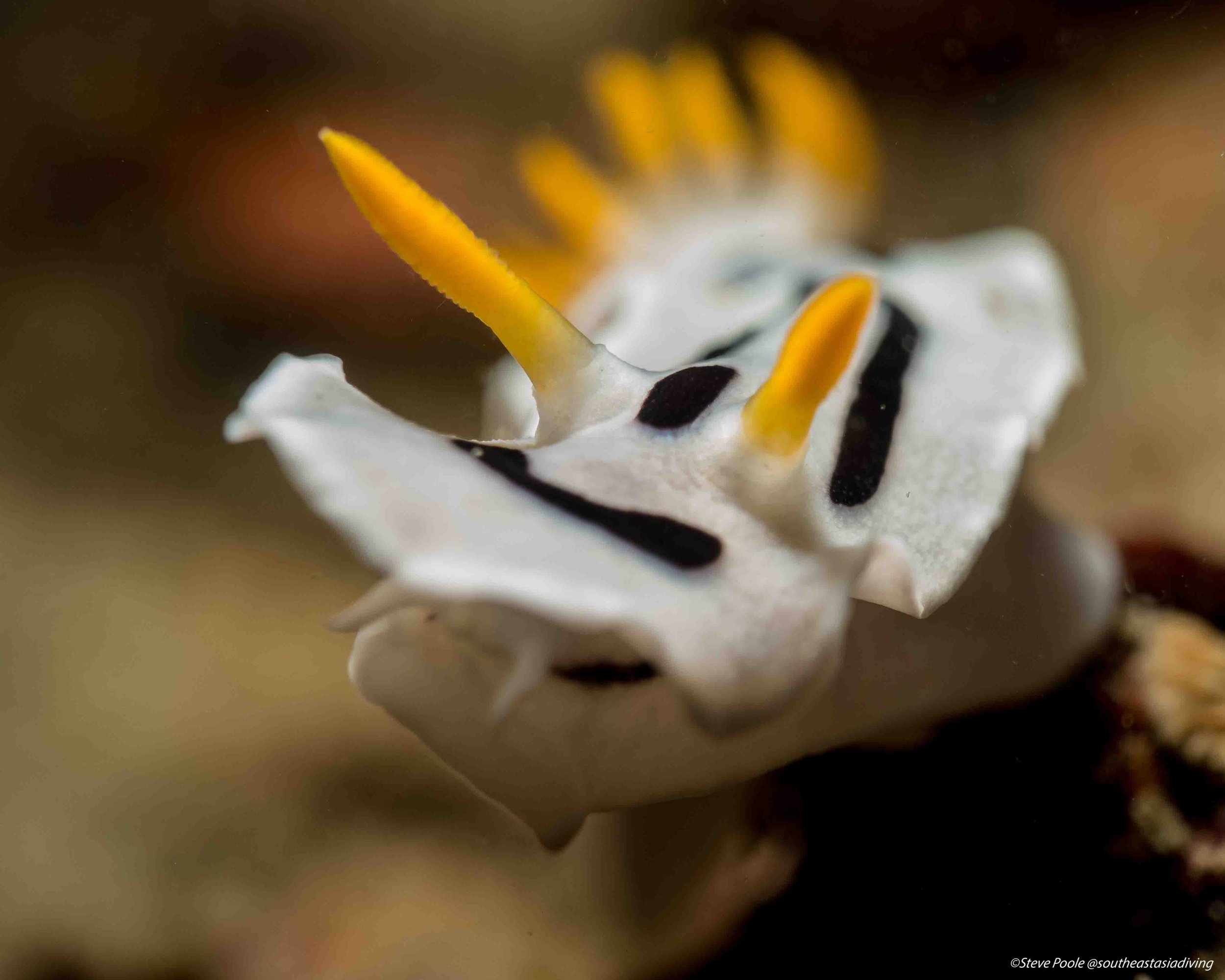 🐙 Best Macro Diving in Southeast Asia: Where to Find the Weird Stuff