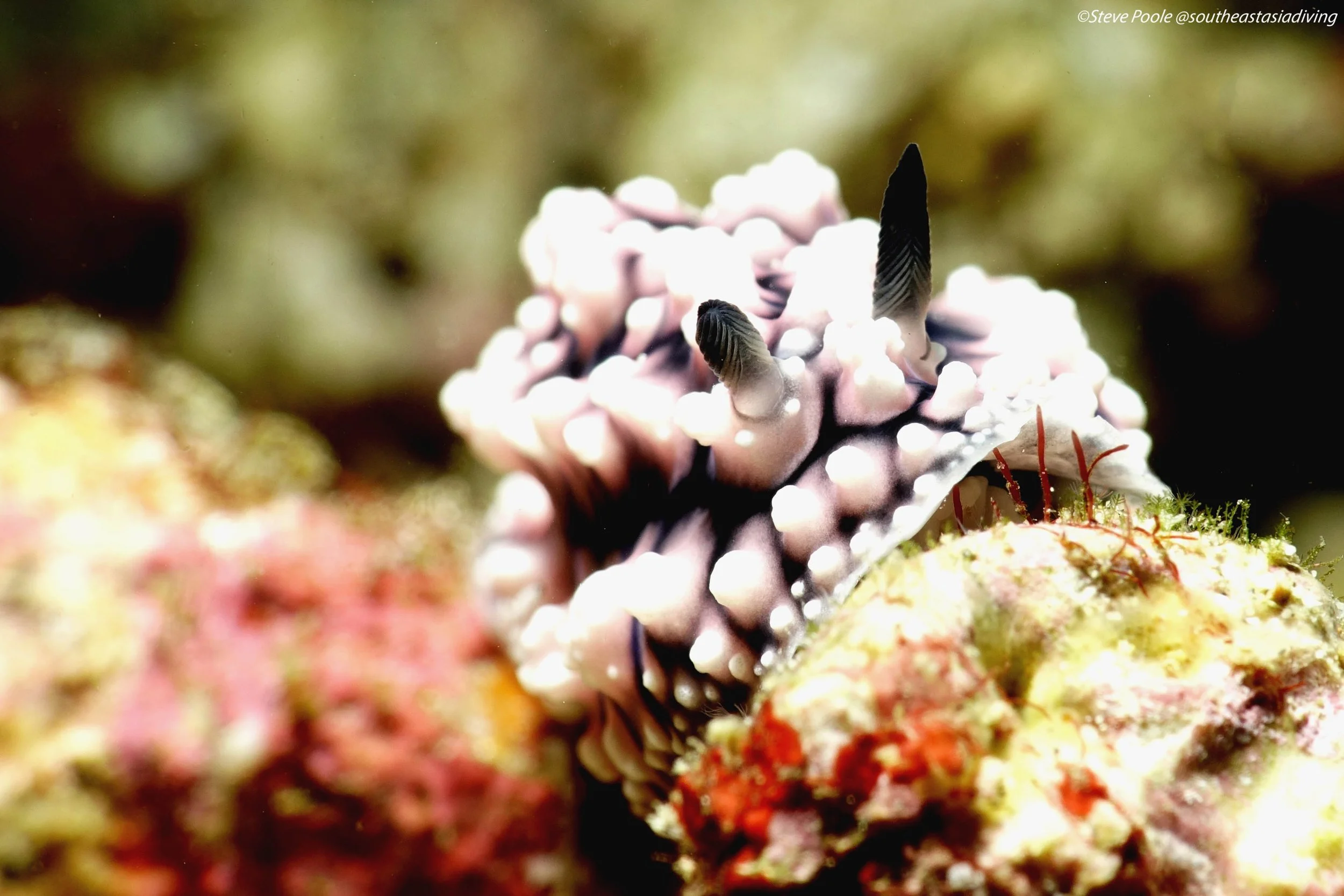 🌊Deep Dive Series: Anilao, Philippines