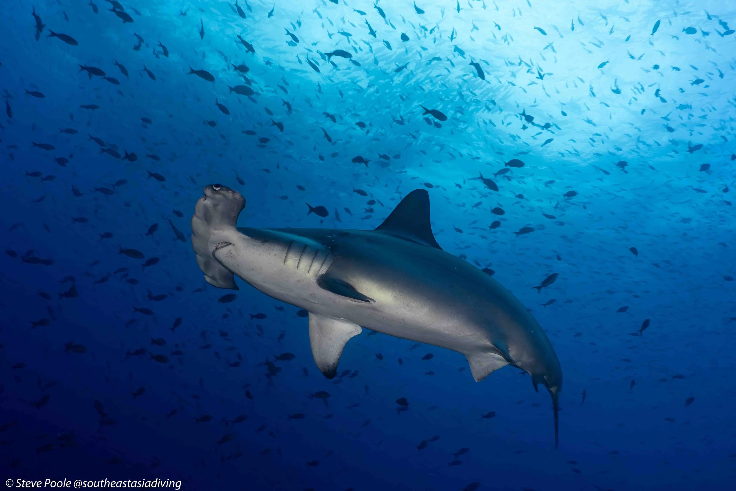 🦈 Types of Sharks Found in Southeast Asia