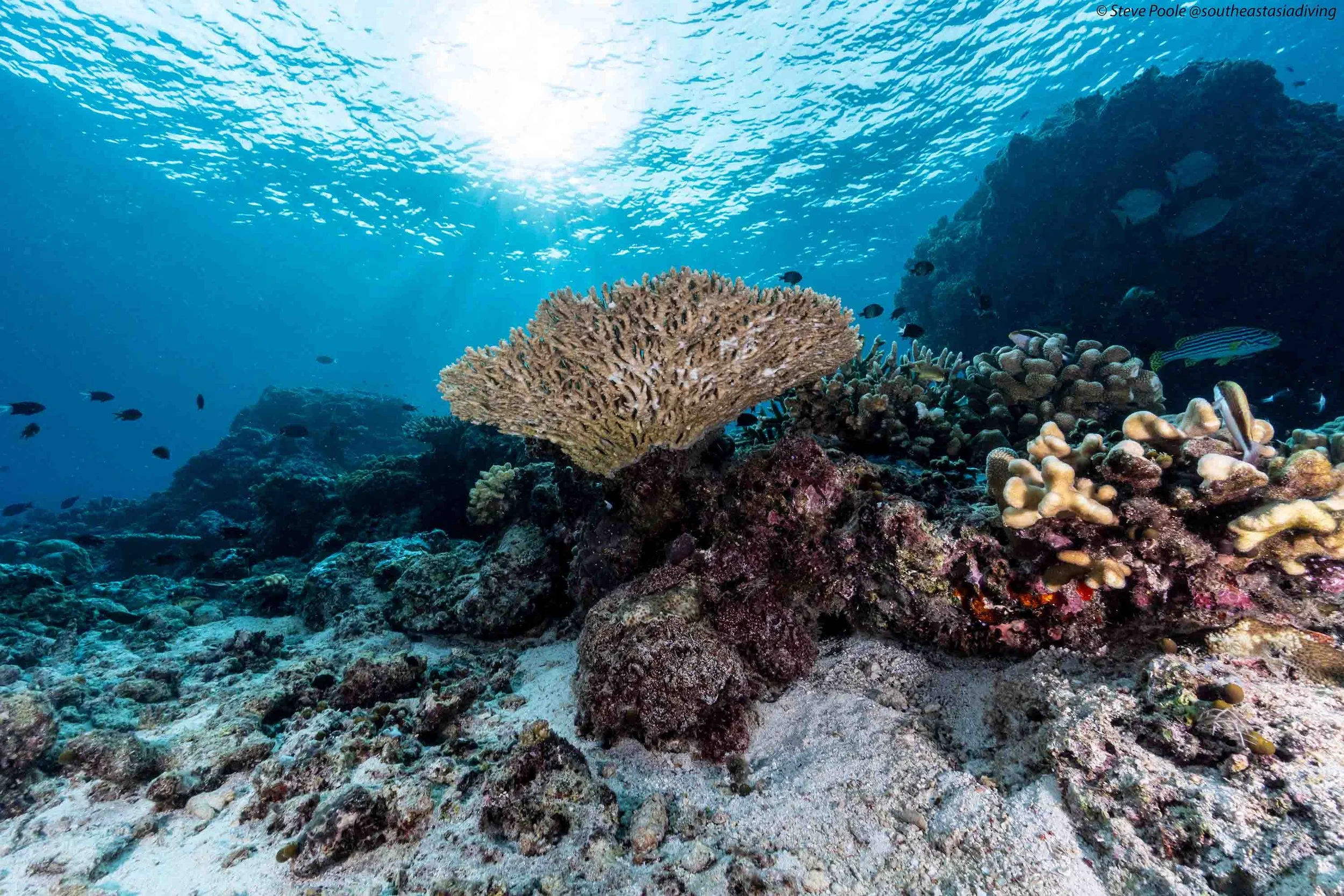 🌊 Deep Dive Series: Tubbataha Reefs, Philippines