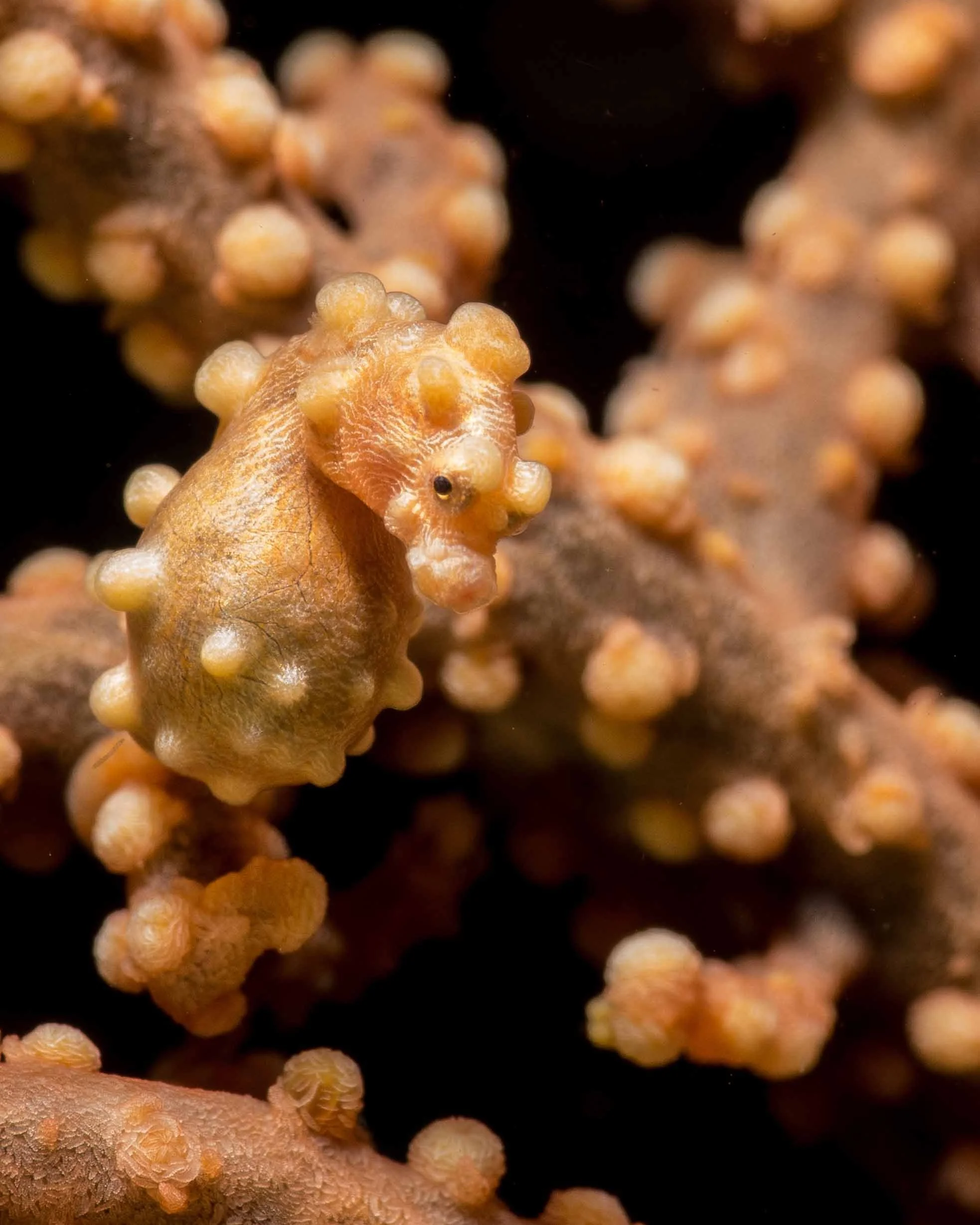 🔍📸 Macro vs Wide-Angle Underwater Photography in Southeast Asia