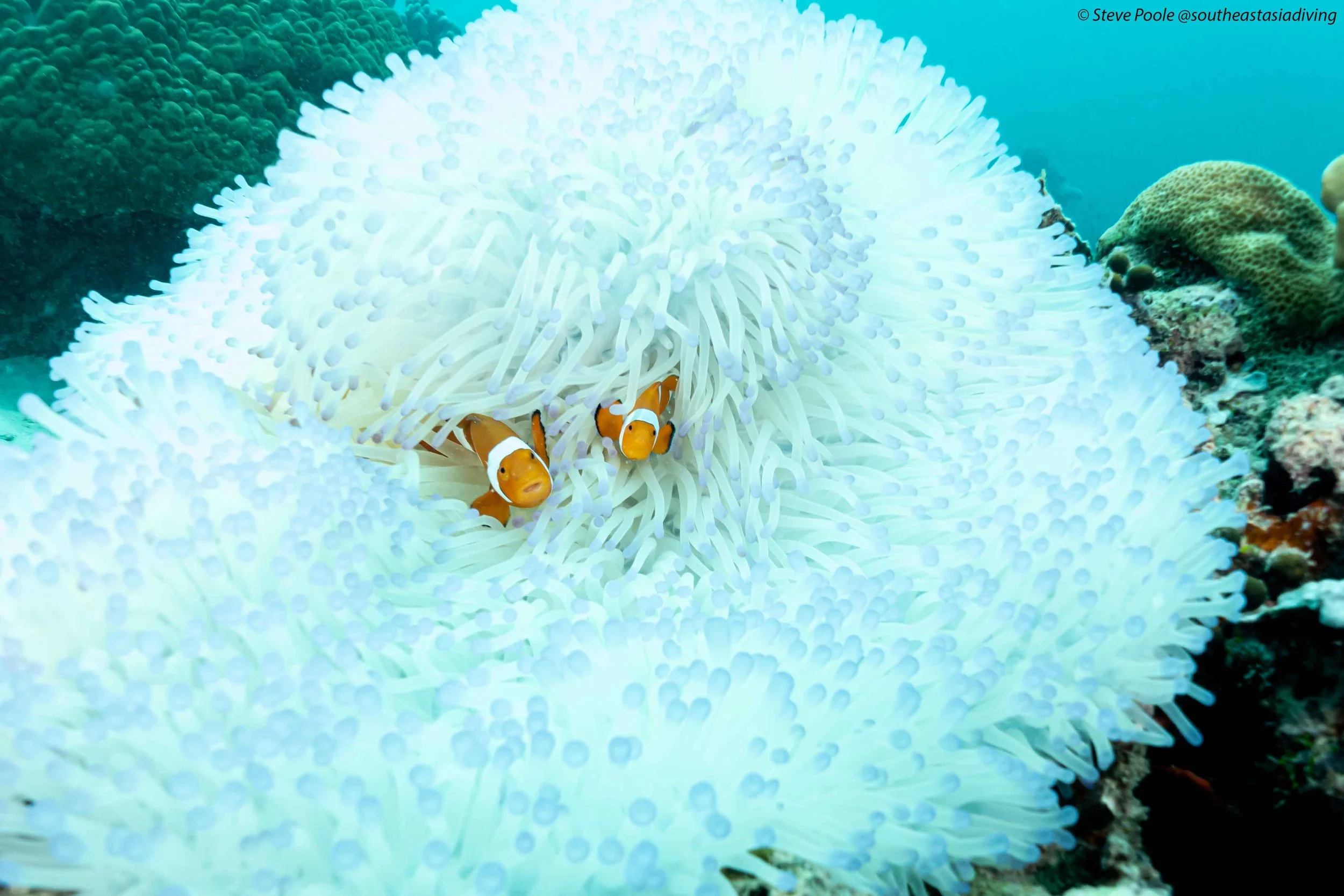 10 Southeast Asia Dive Sites Under Pressure — And What Divers Should Know