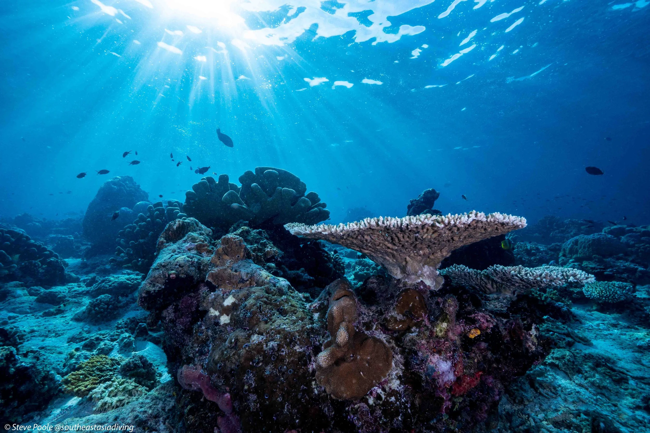 🪸 What Divers Get Wrong About Reef-Safe Diving