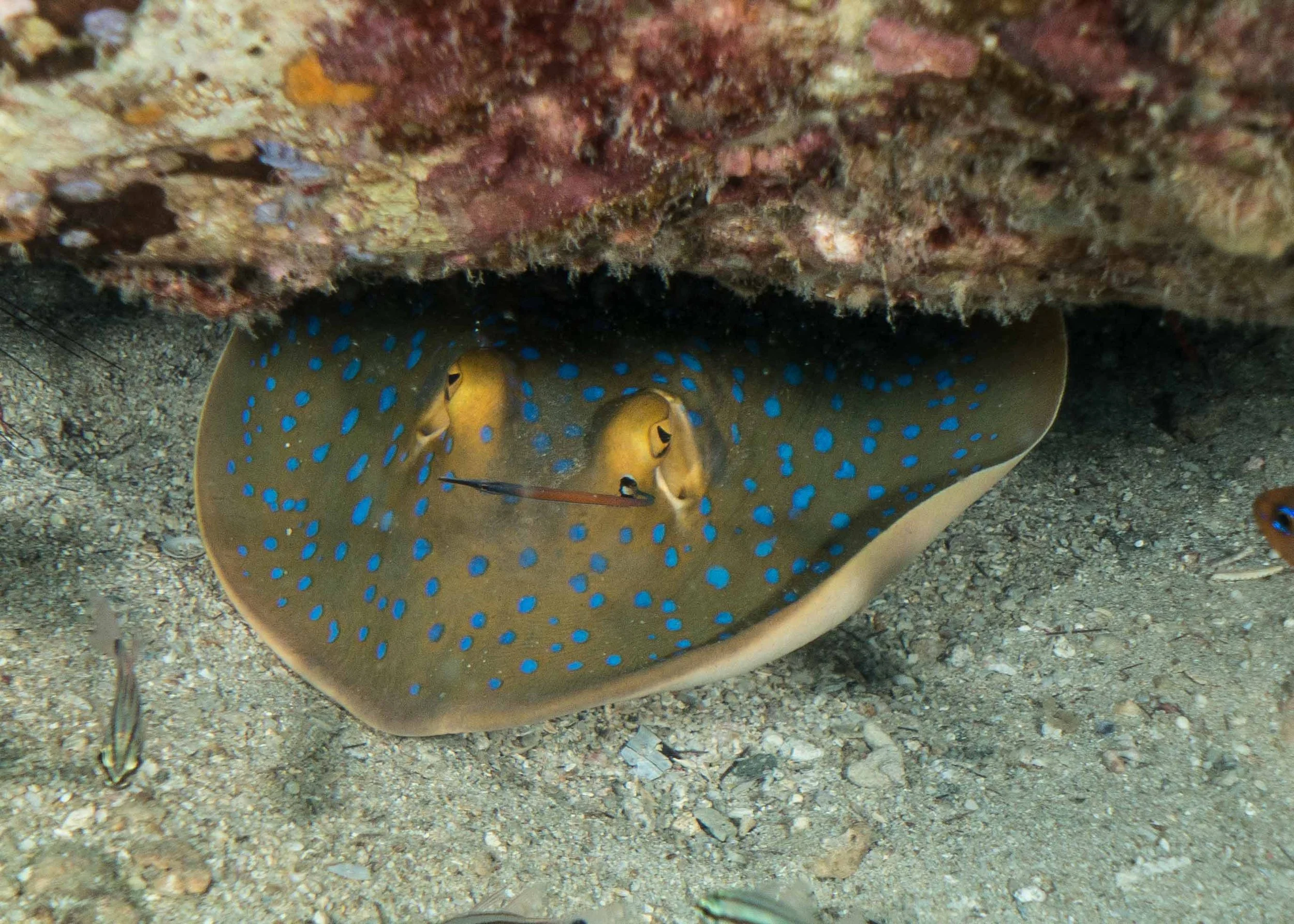 🌊 Rays of Southeast Asia