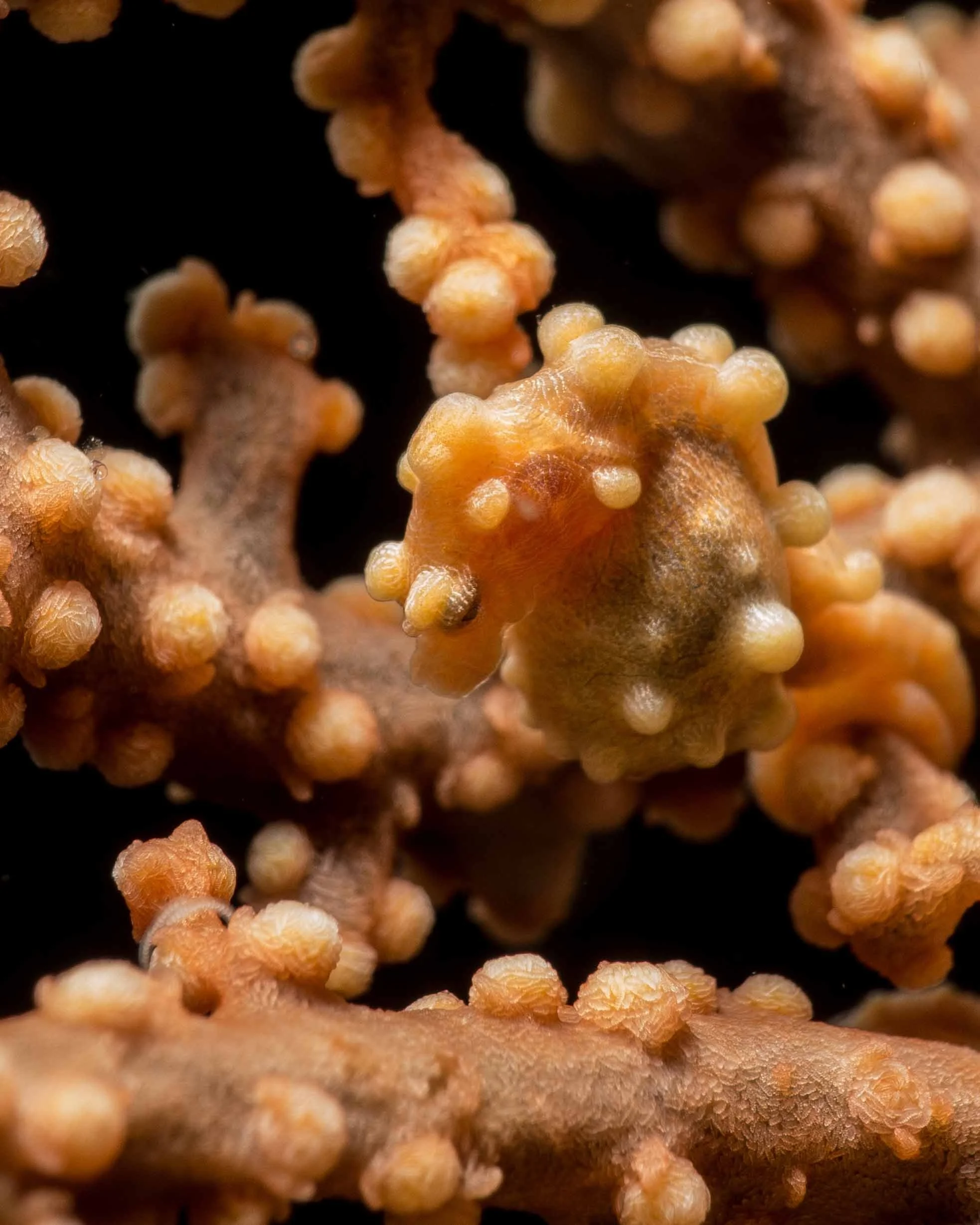 🐠 Pygmy Seahorse: The Tiny Master of Camouflage 