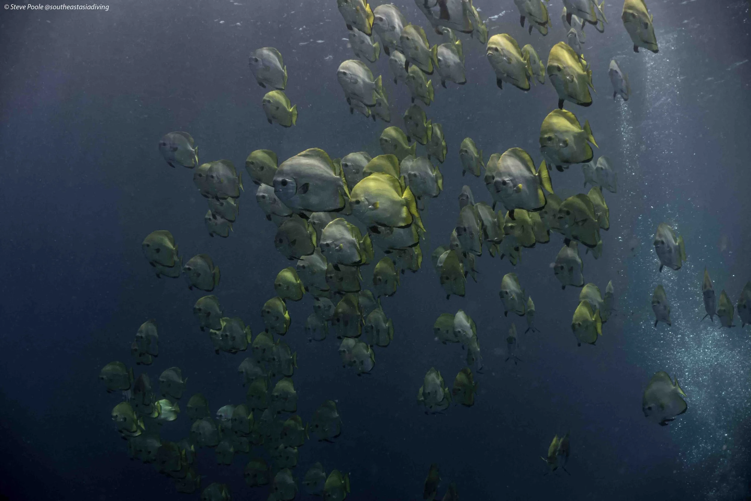 Drift Diving Explained: The World’s Most Exciting Current-Fueled Dives