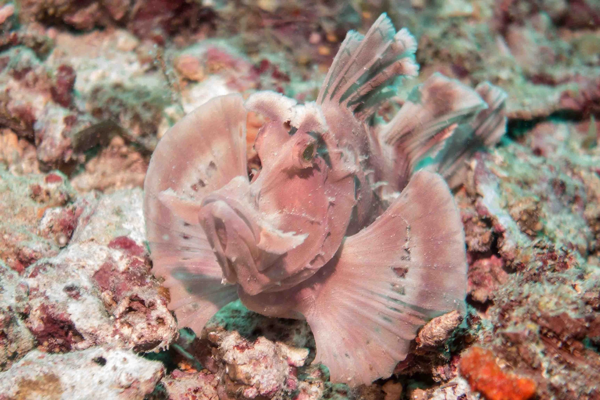 Deep Dive Series: Mabul Island — Malaysia’s Macro Diving Paradise