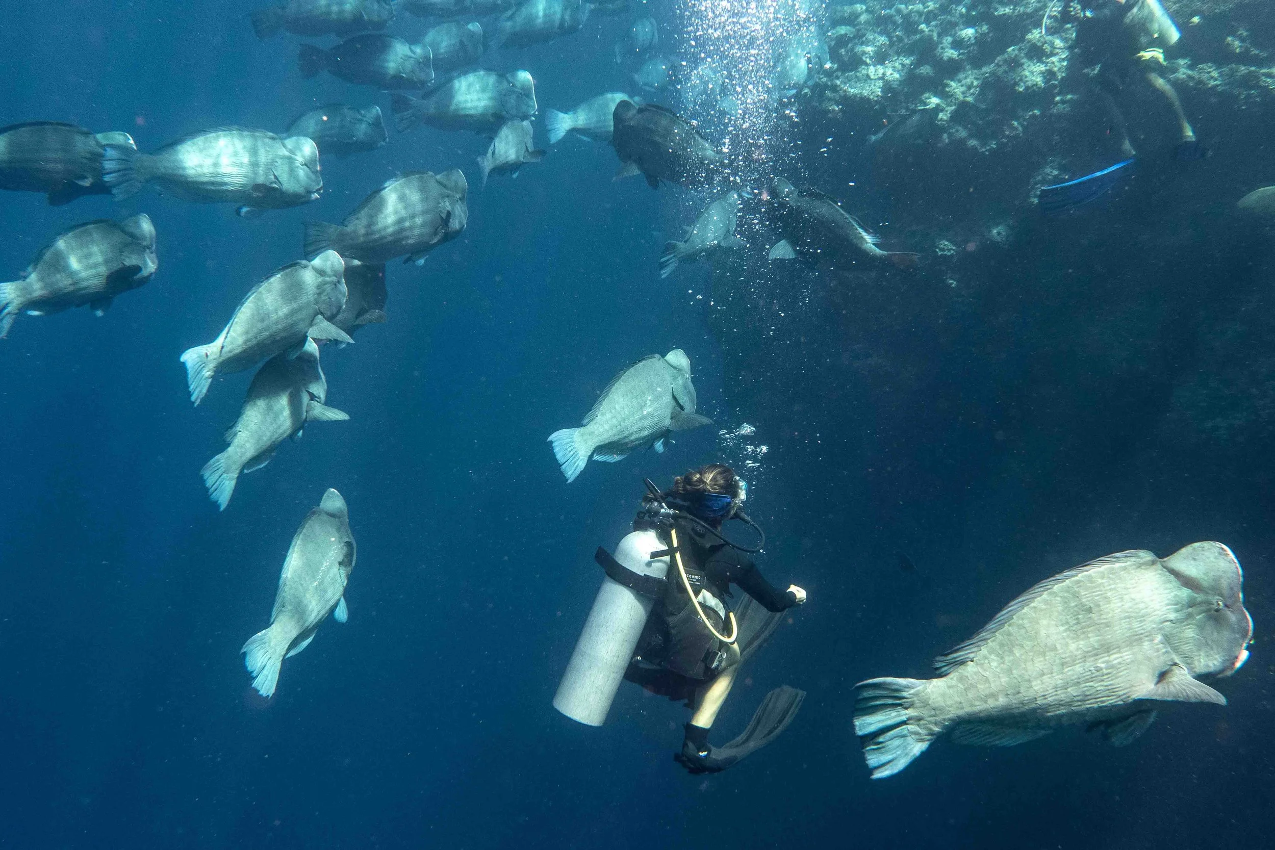 🐢 Why Sipadan Is a Great Year-Round Destination