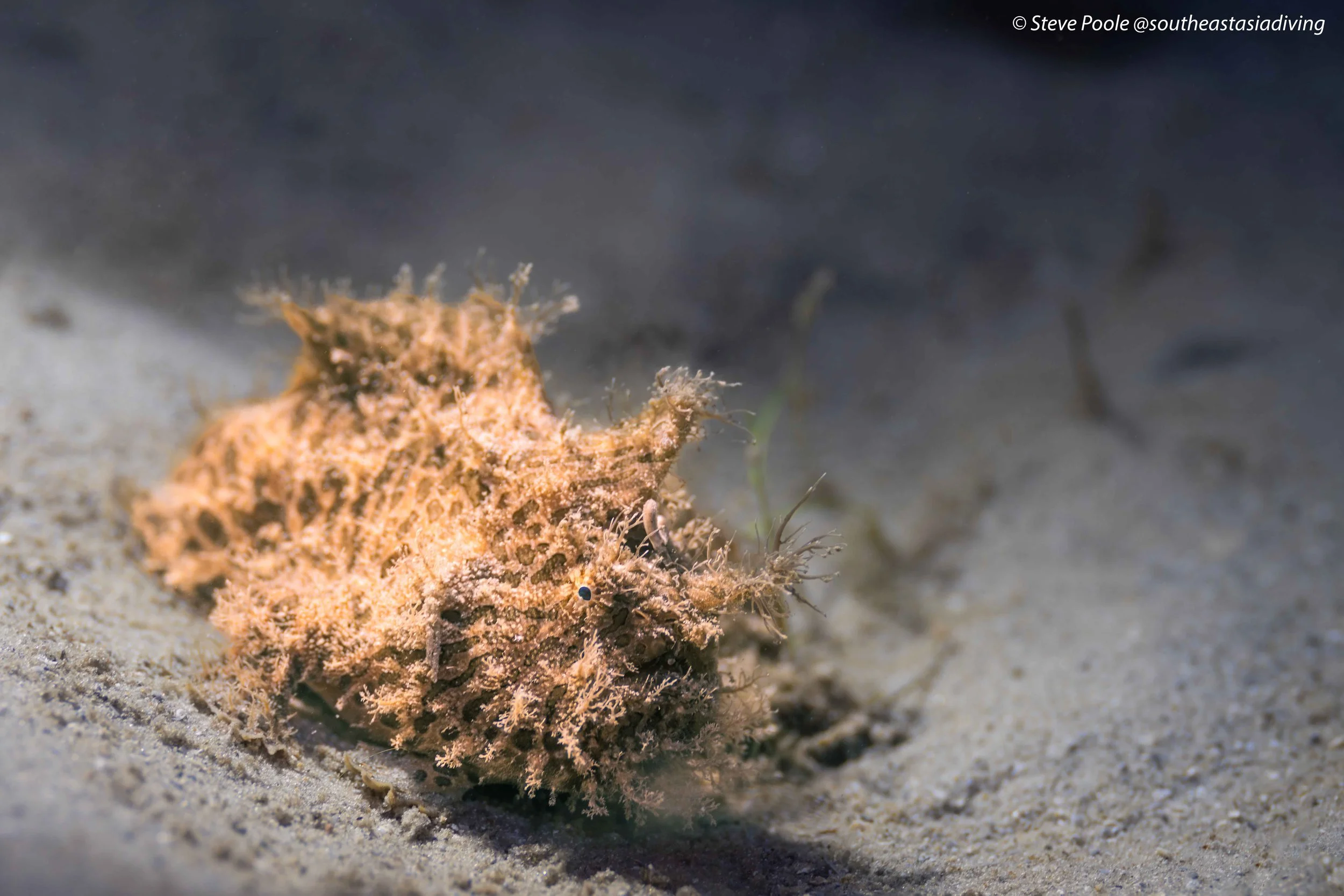 Blue Heron Bridge Dive Review: My First Dive in 18 Months