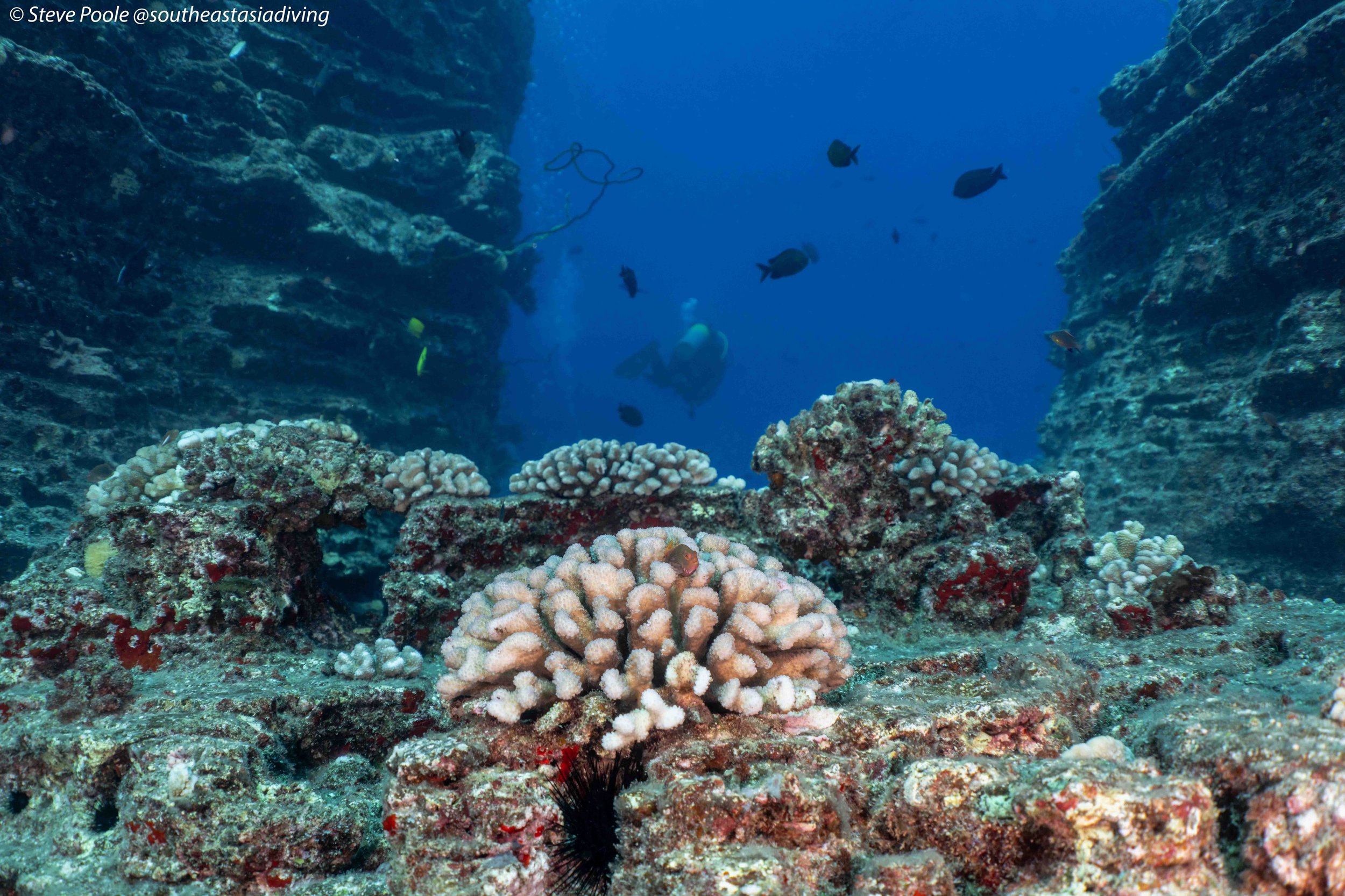 Diving Niihau: Sharks, Monk Seals, and Hawaii's Forbidden Island