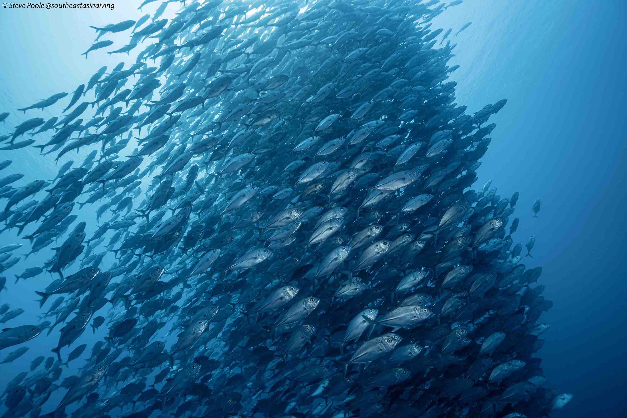 Back to the Ocean: Why I'm Telling the Story of My Return to Diving