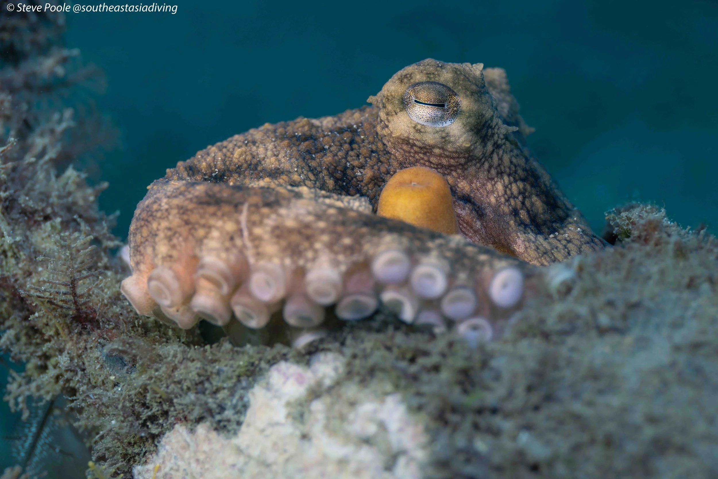 Common octopus at blue heron bridge
