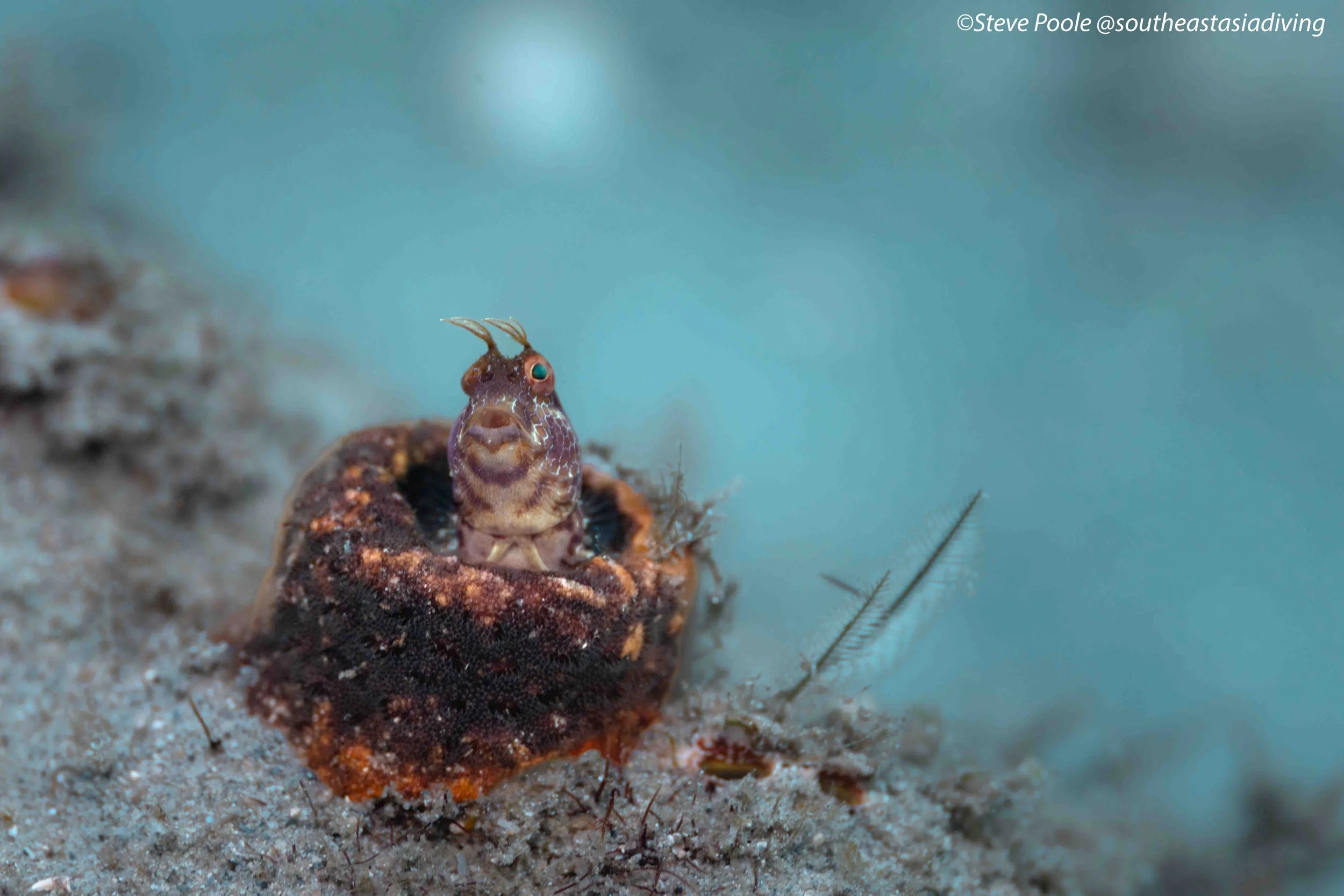 A Small Blenny pears out from its hiding place