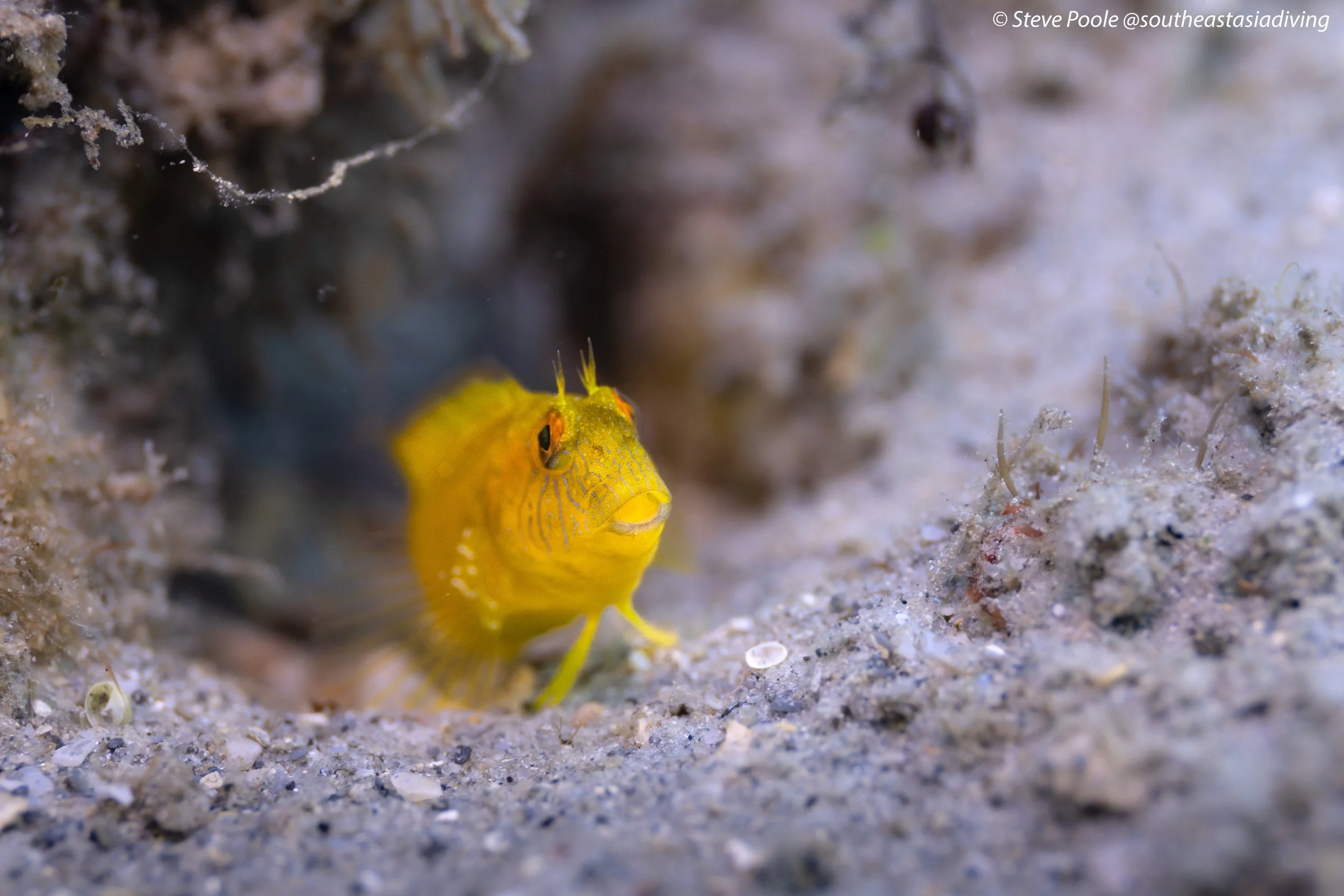 A bright yellow blend at Blue Heron Bridge