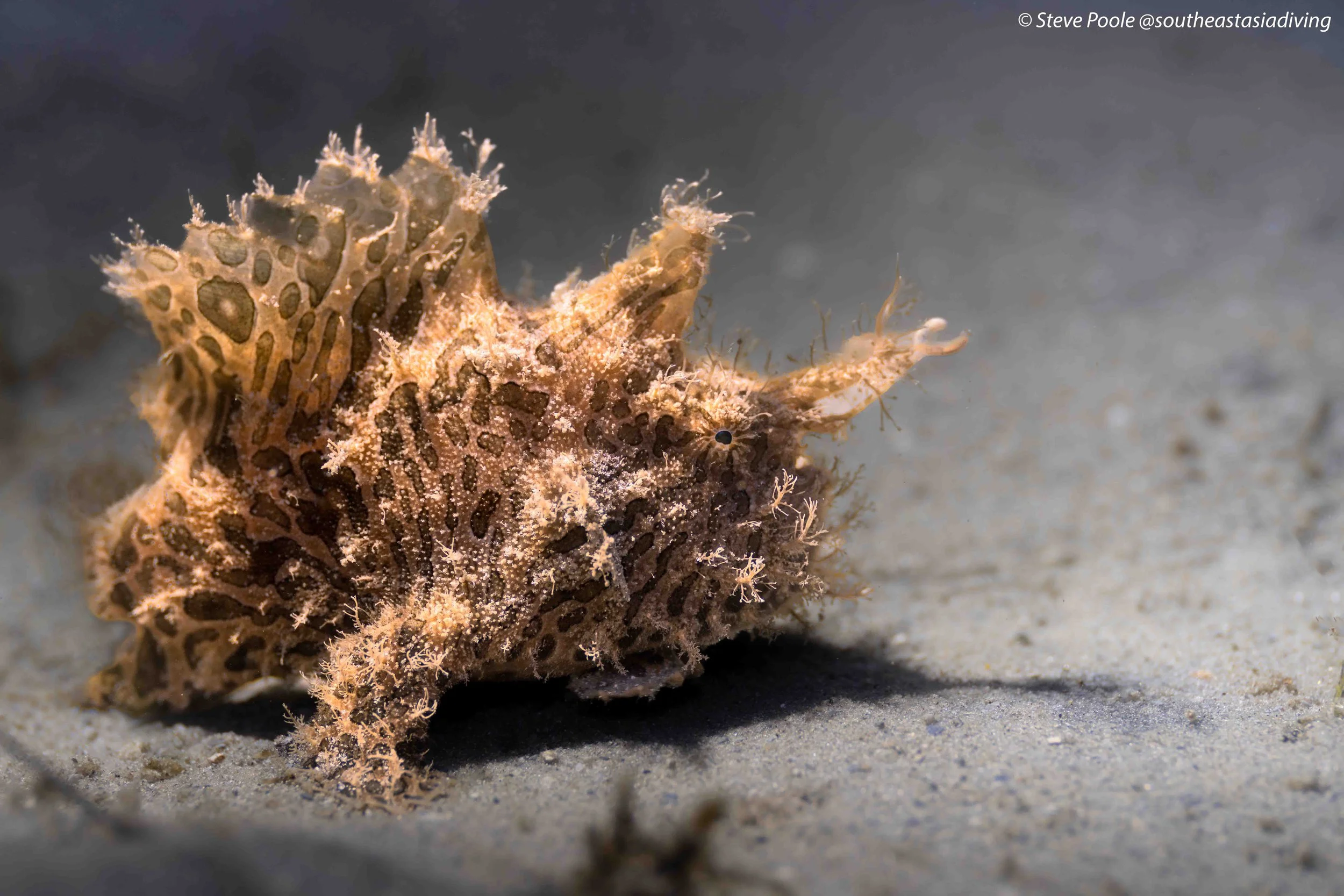 Hairy Frogfish at Blue Heron Bridge