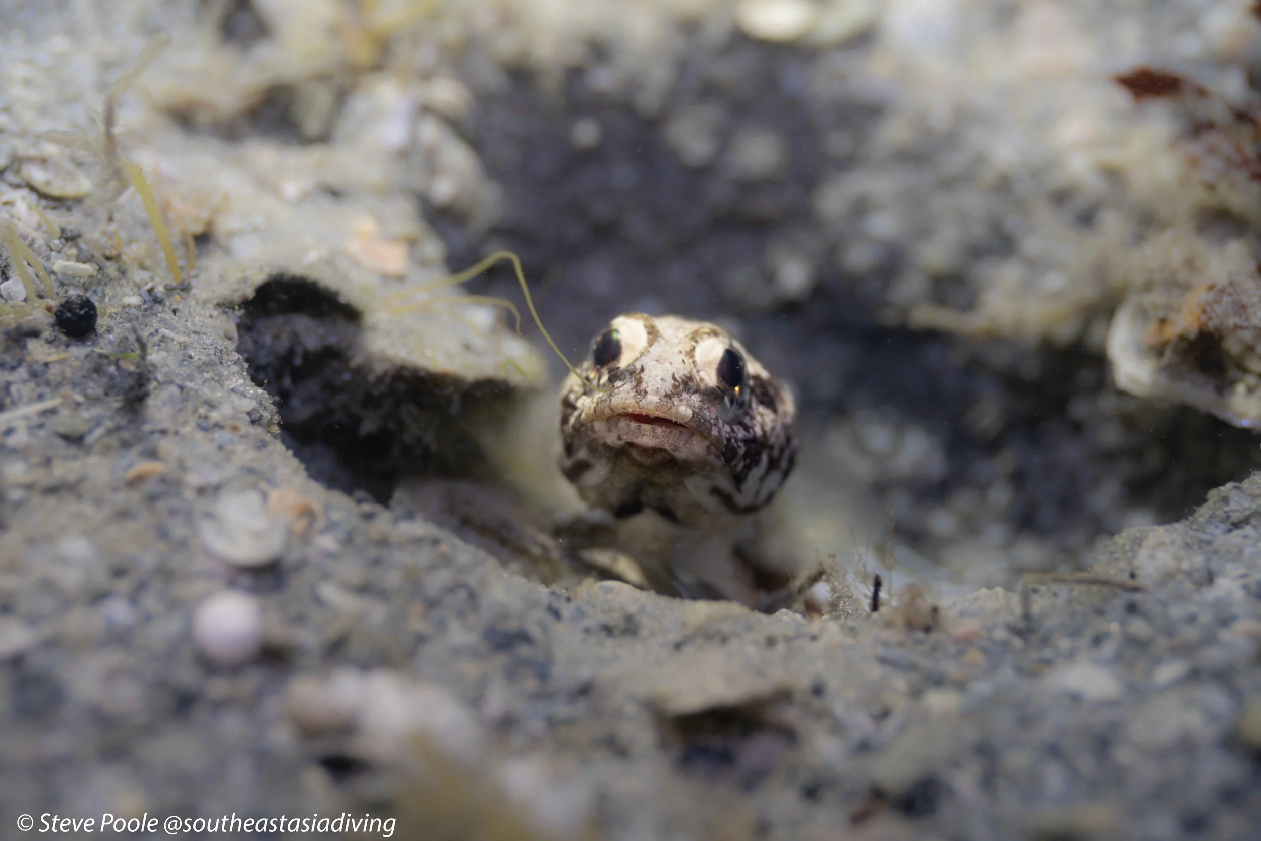 A jawfish peering out of its hole