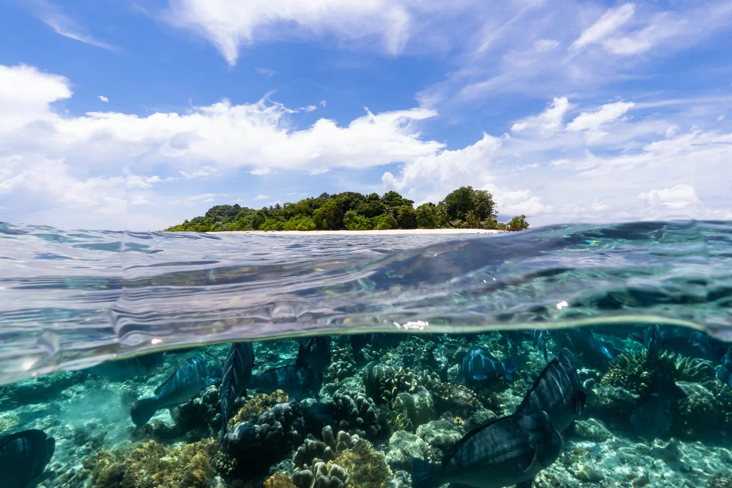 Sipadan Diving Guide (2026): Permits, Dive Sites & Best Time to Visit ...