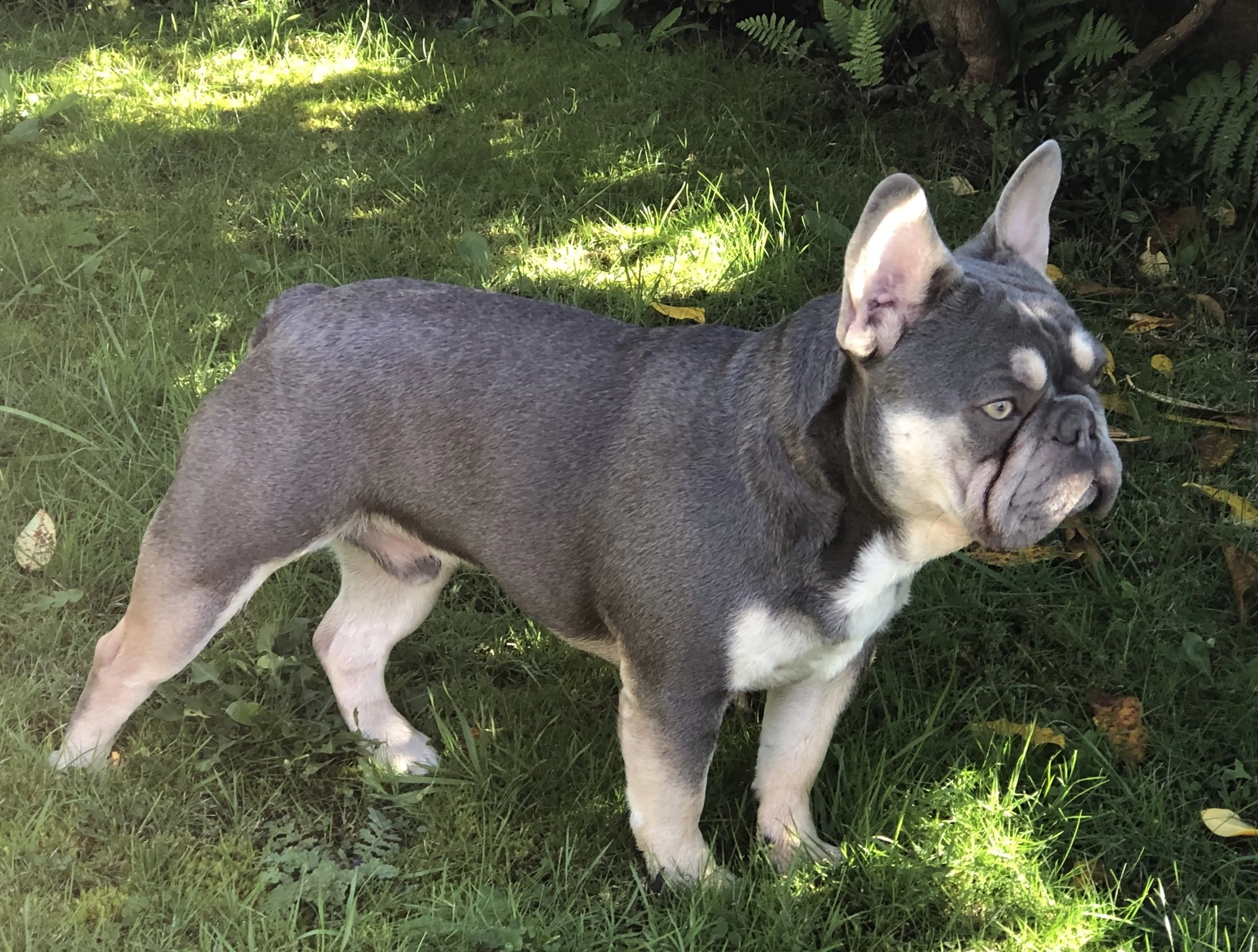French Bulldog Stud Services Rhaego Breed Right