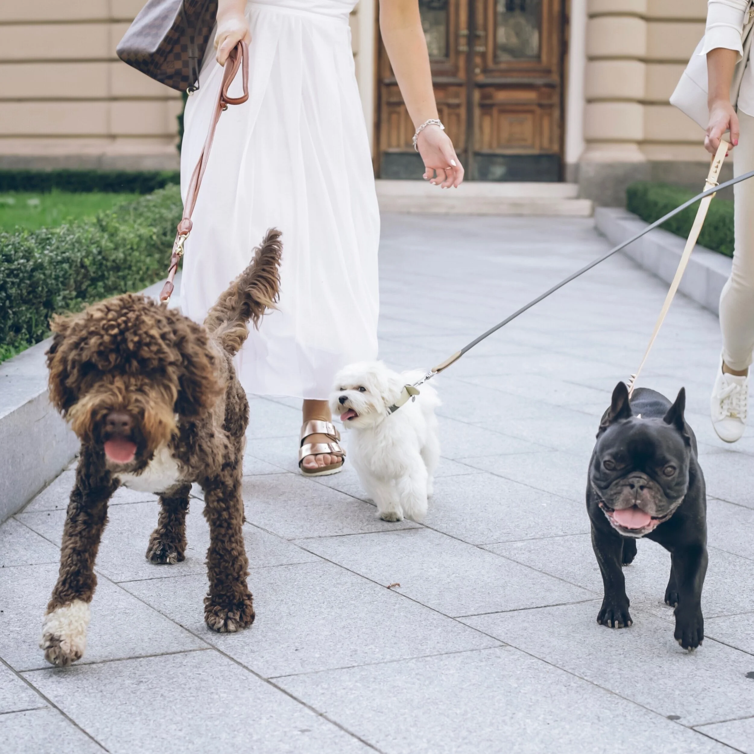 Dog Walking in The Park — Member's Area