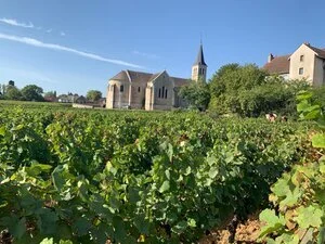 Margarita got a certificate "La Bourgogne, ses Vins" (Odyssey in Burgundy)