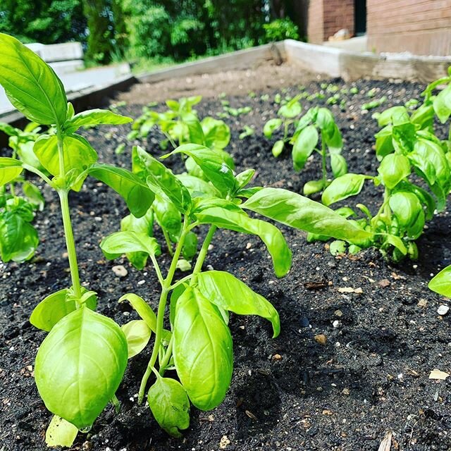 Even though the school year is over and we said &ldquo;good-bye&rdquo; to our students and graduates, our school gardens are still thriving! We planted our basil crop-thanks for the start donations @woodstockunionhsms Agriculture program and @thesong