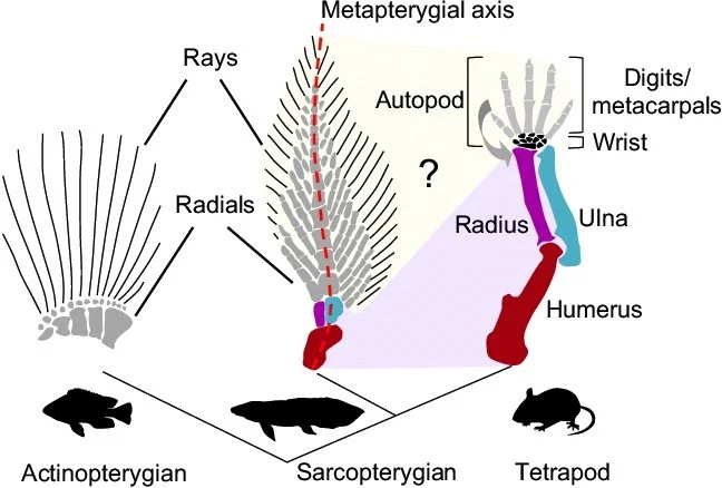 Fin Bone Structure from Michael Hamm - The World’s First Shoulder — David Lauterstein