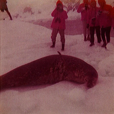 antartica - 5.1.jpg