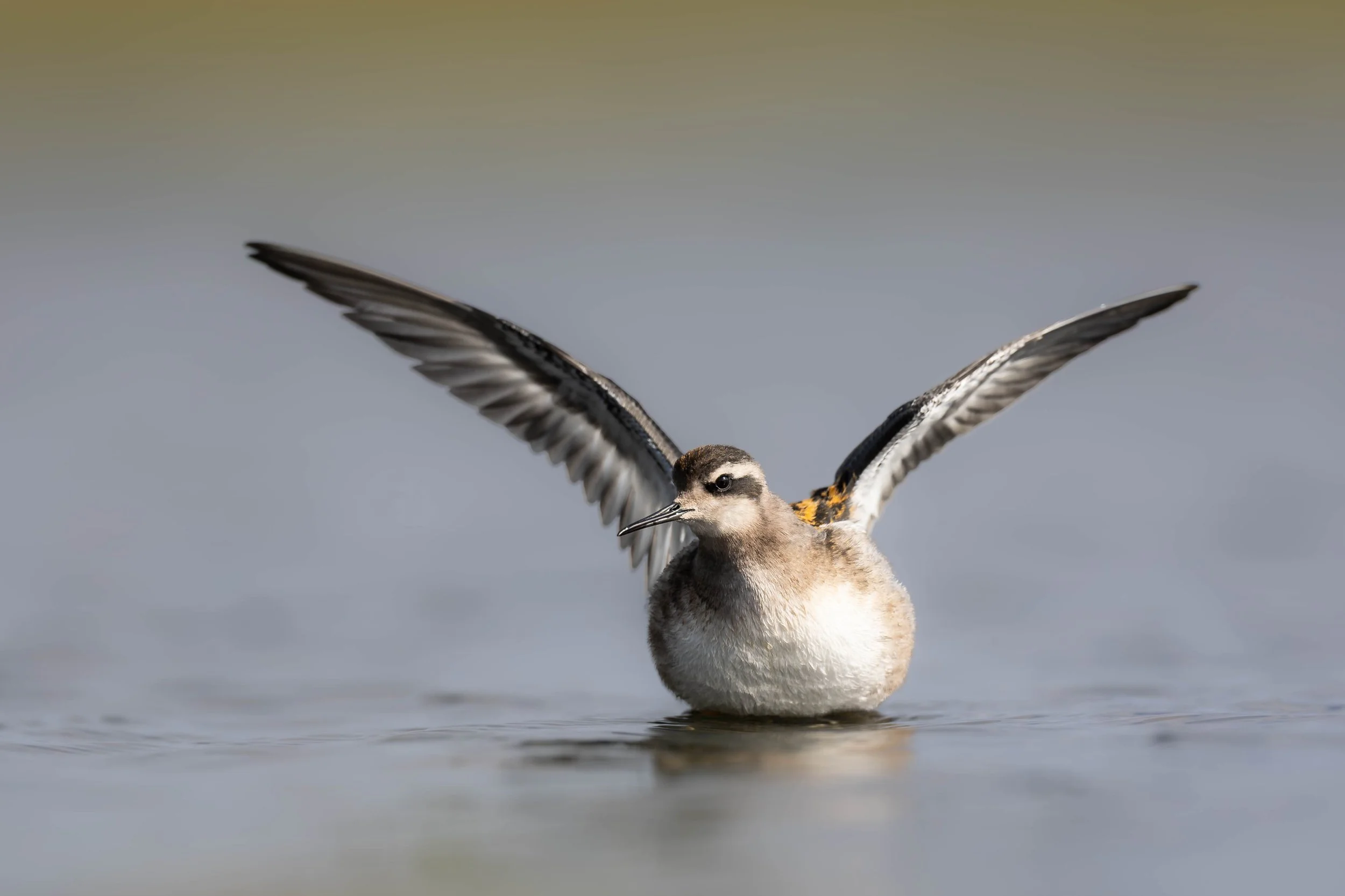 Red-necked Phalarope (Phalaropus lobatus), Shetland.