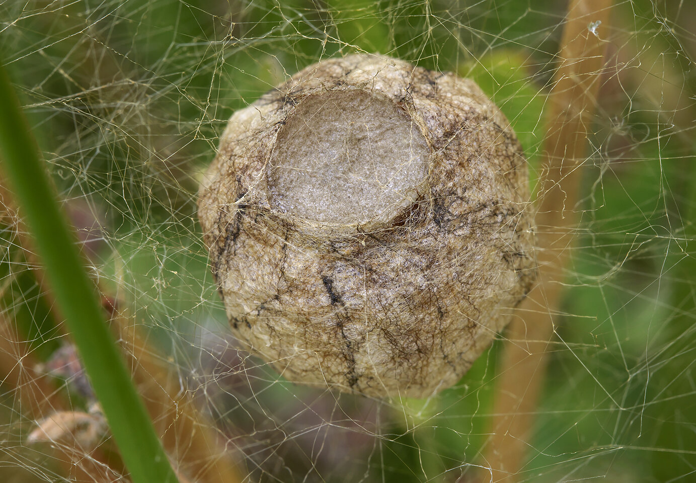  Wasp Spider,  Argiope bruennichi  egg cocoon. 