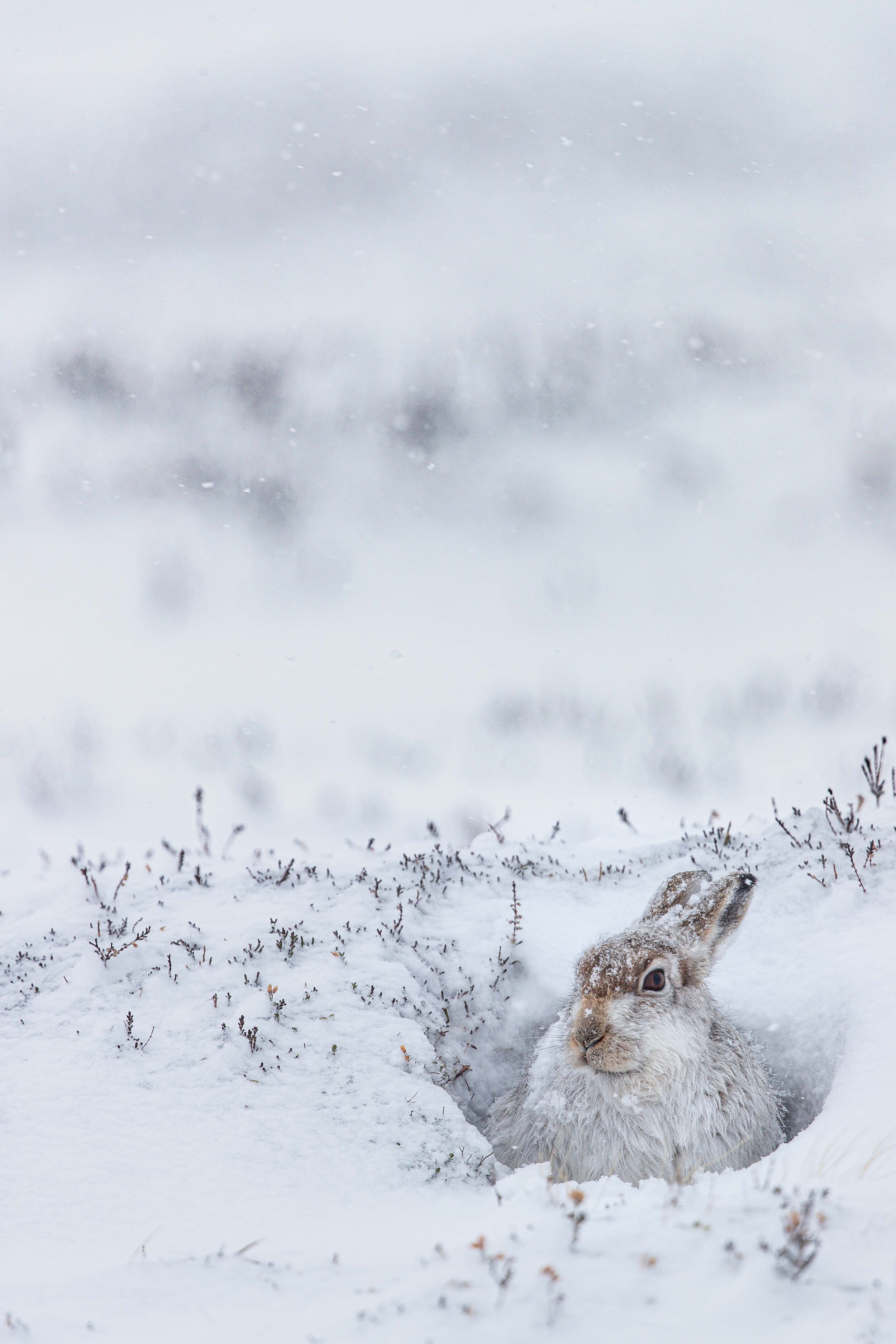  Mountain Hare,  Lepus timidus . 