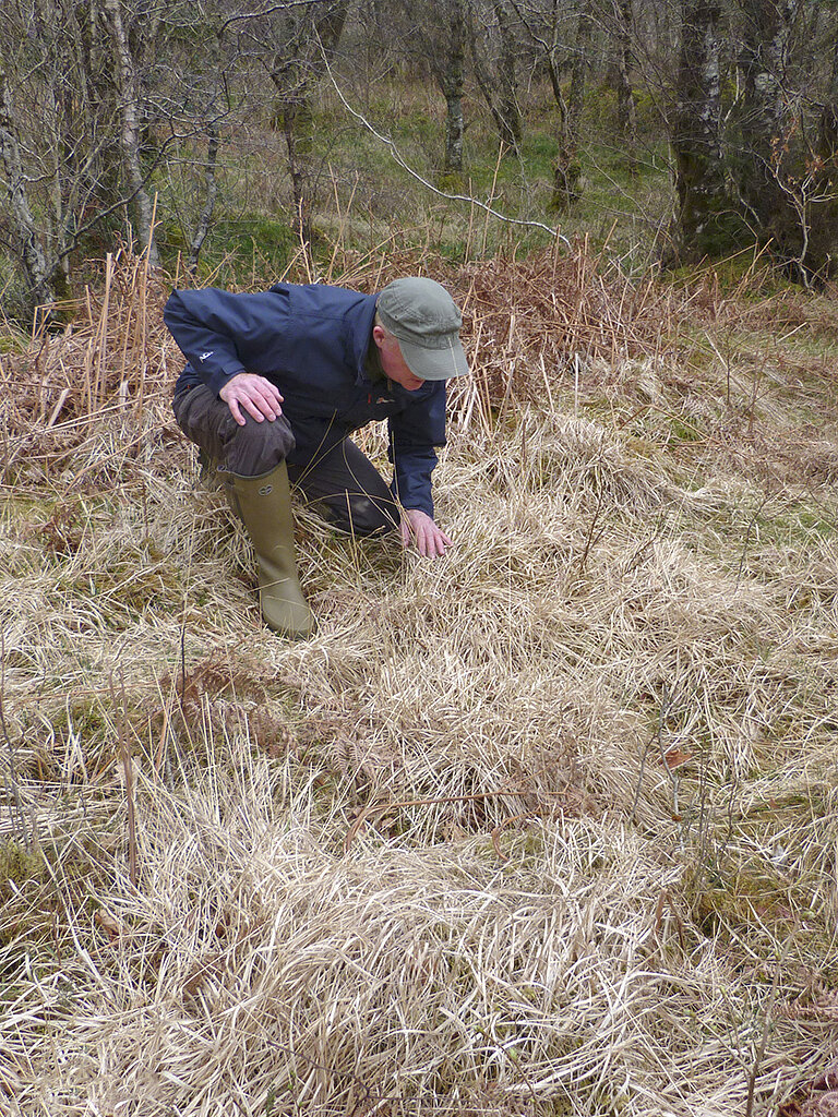 Searching  Molinia caerulea  at Glasdrum Wood in April for final instar larvae. 