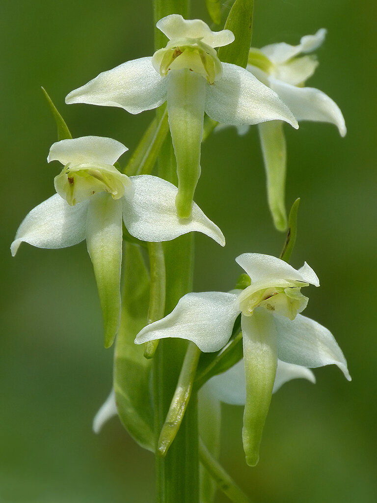  Greater Butterfly Orchid,  Platanthera chlorantha . 