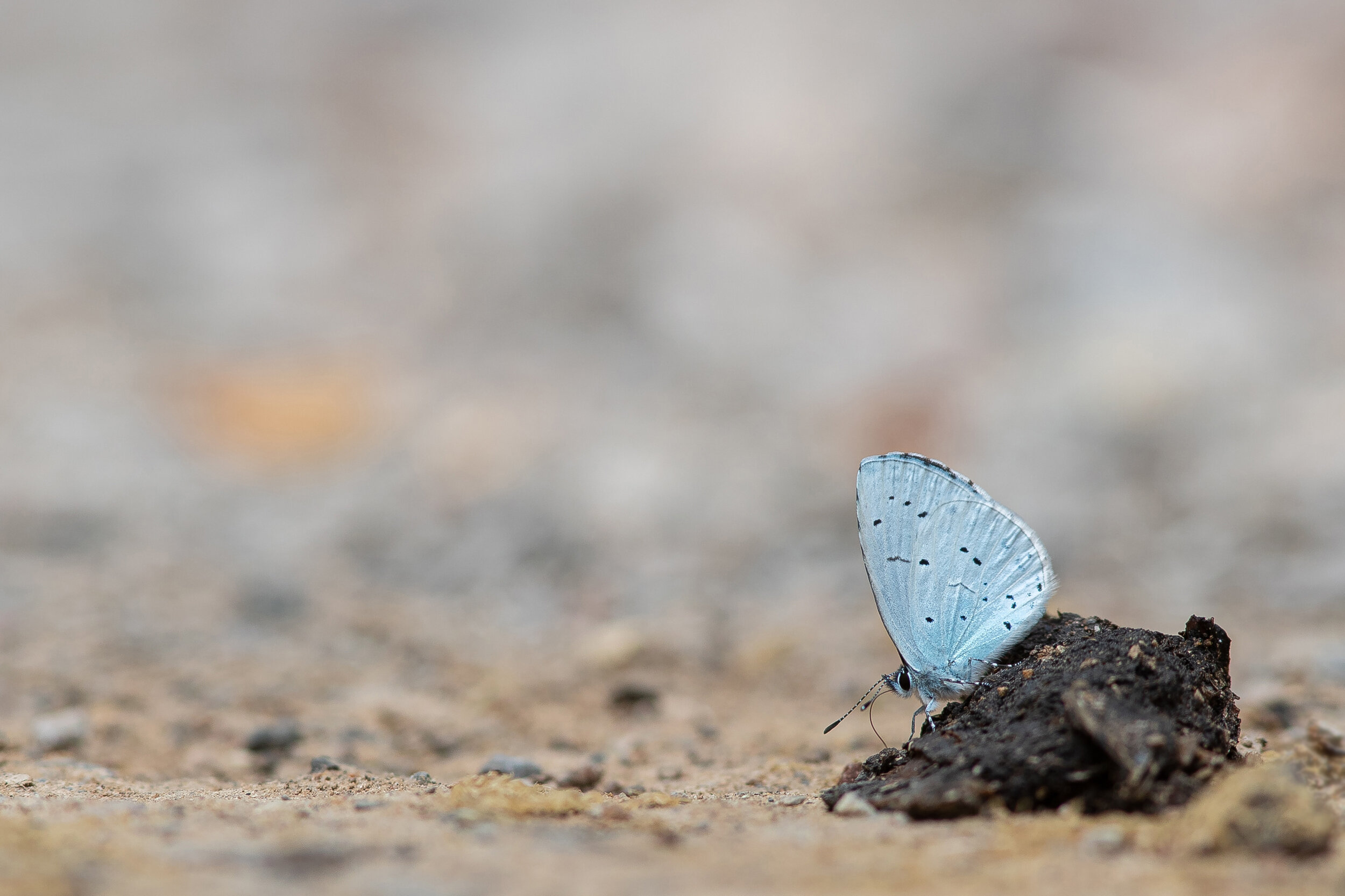  Holly Blue,  Celastrina argiolus . Male imbibing nutrients from fox scat. 