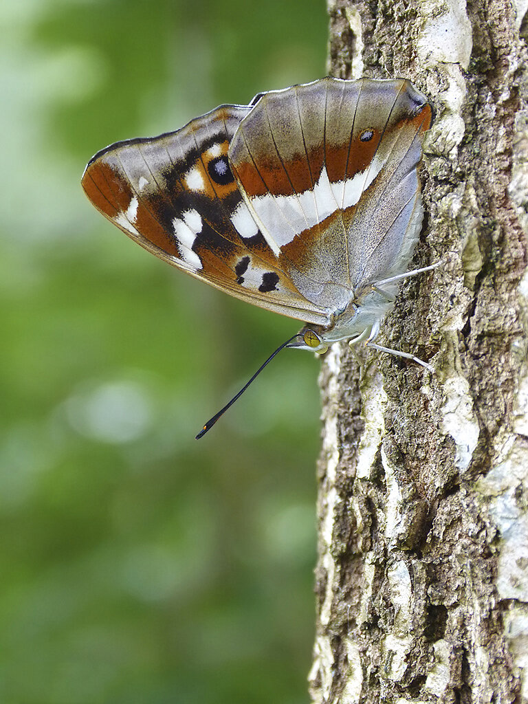  Purple Emperor,  Apatura iris . 