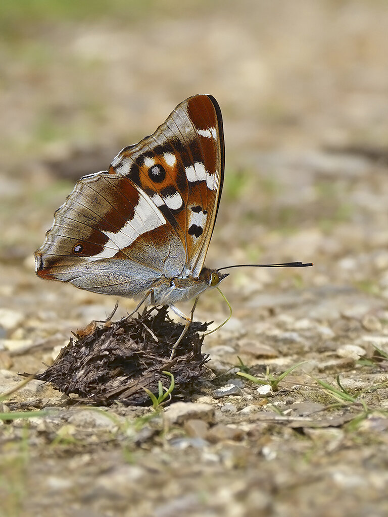  Purple Emperor,  Apatura iris . 