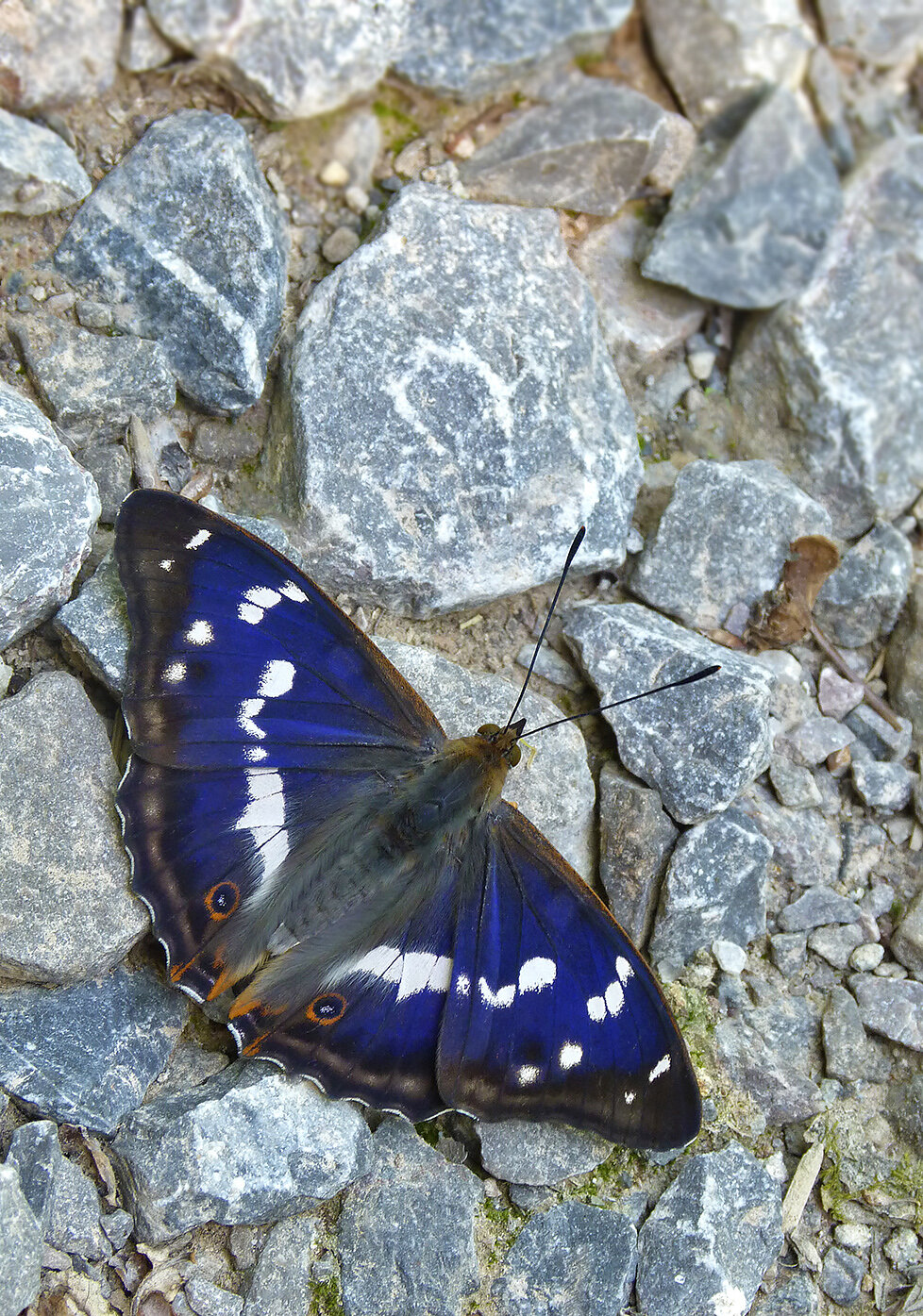  Purple Emperor,  Apatura iris . 