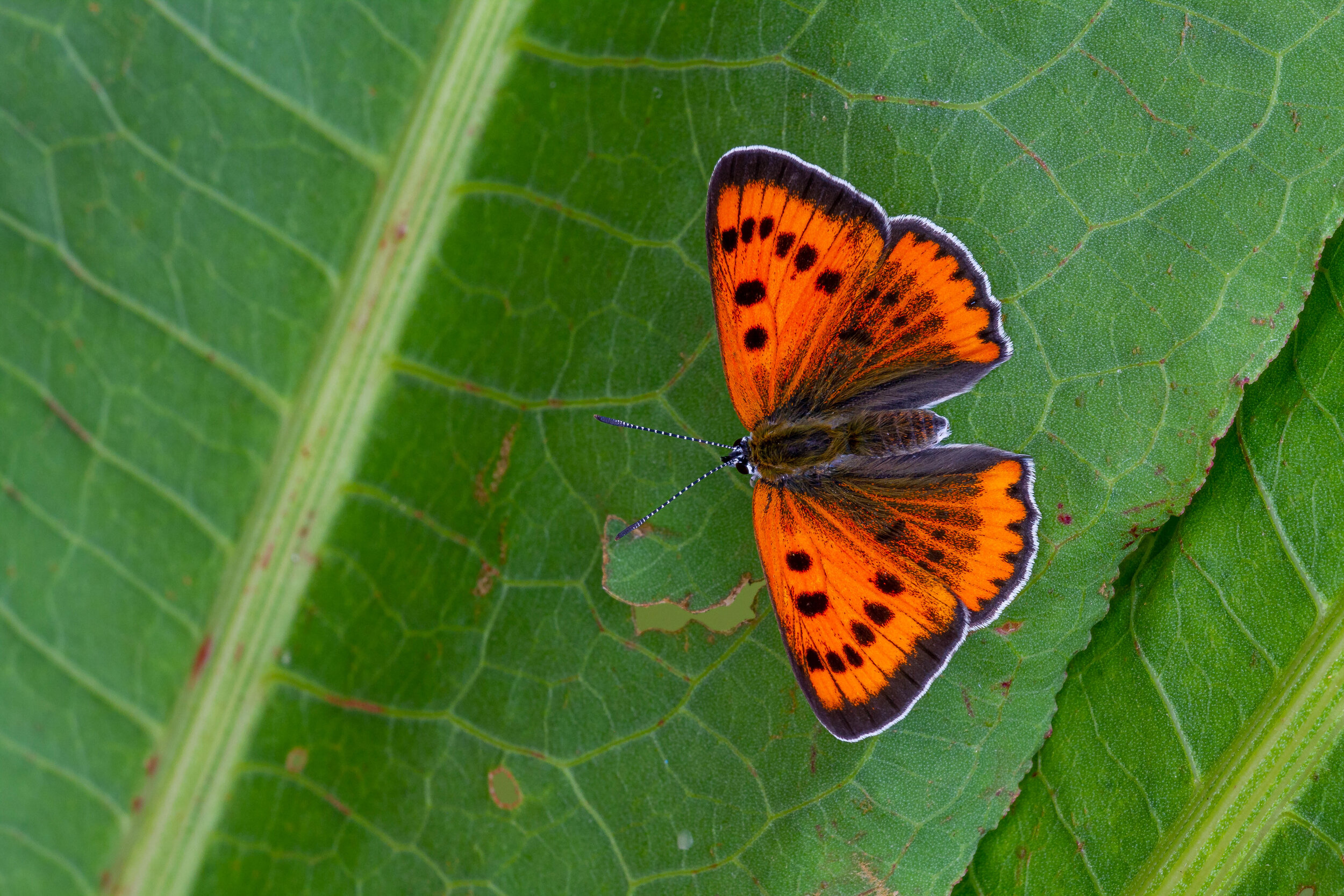   Lycaena dispar  ssp.  batavus  (female). Image copyright © Peter Eeles. 