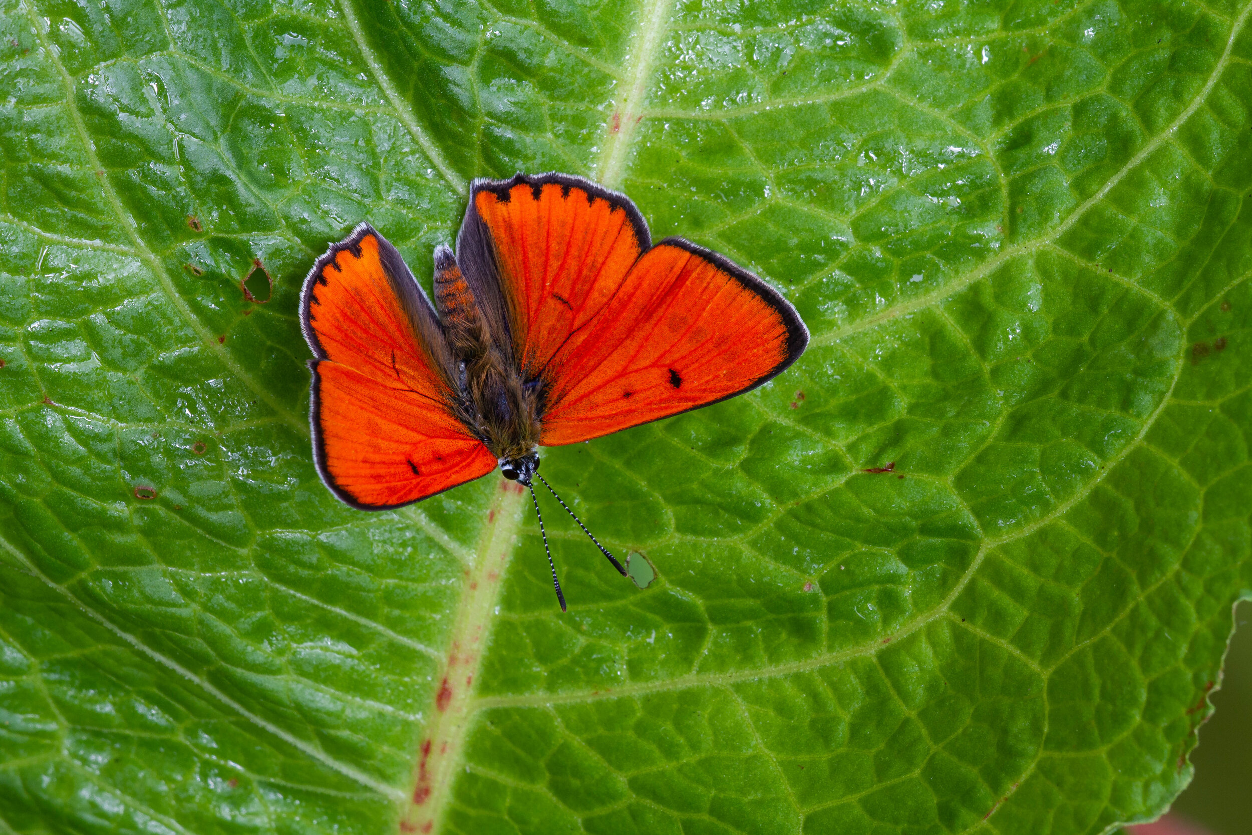   Lycaena dispar  ssp.  batavus  (male). Image copyright © Peter Eeles. 