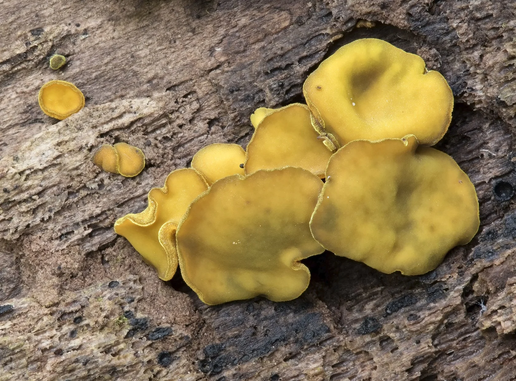  Flea's Ear,  Chloroencoelia versiformis . 