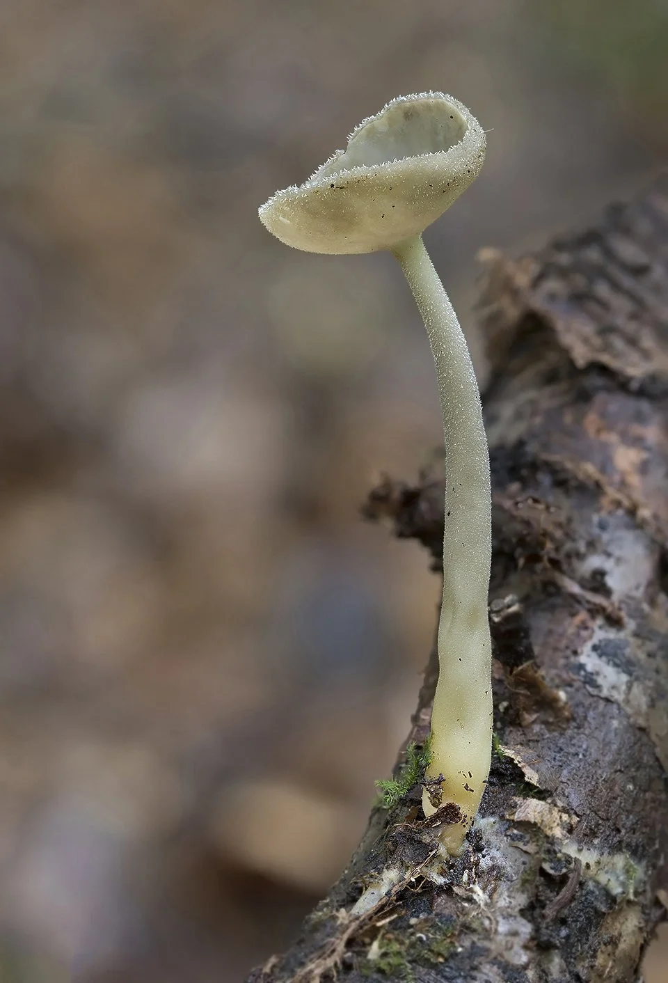  Felt Saddle,  Helvella macropus . 
