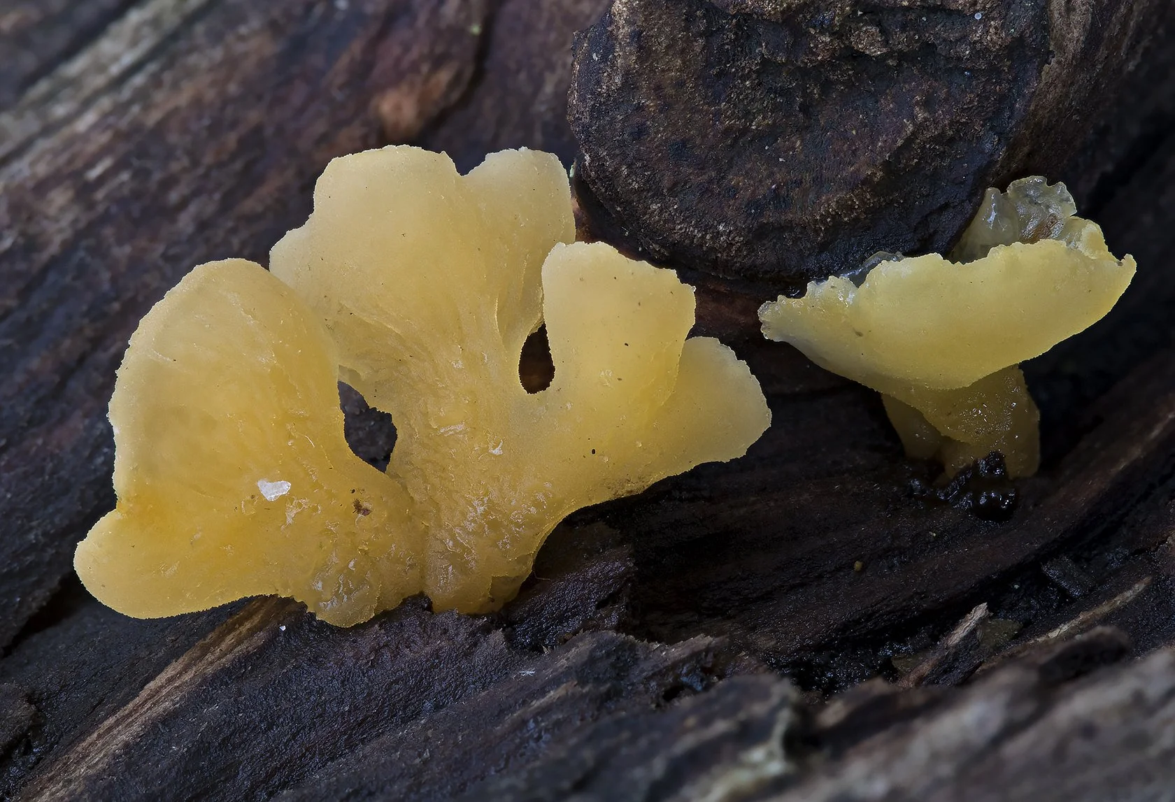   Guepiniopsis buccina.  