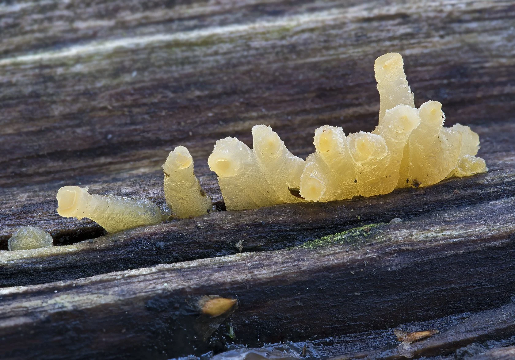   Guepiniopsis buccina.  