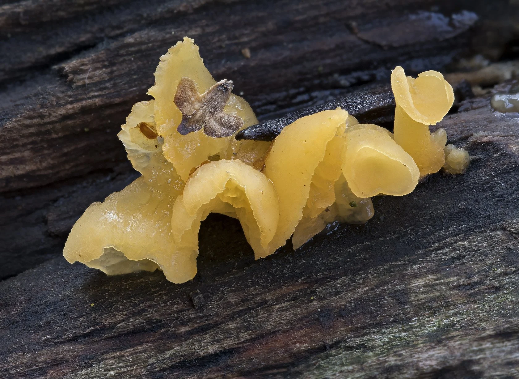   Guepiniopsis buccina.  