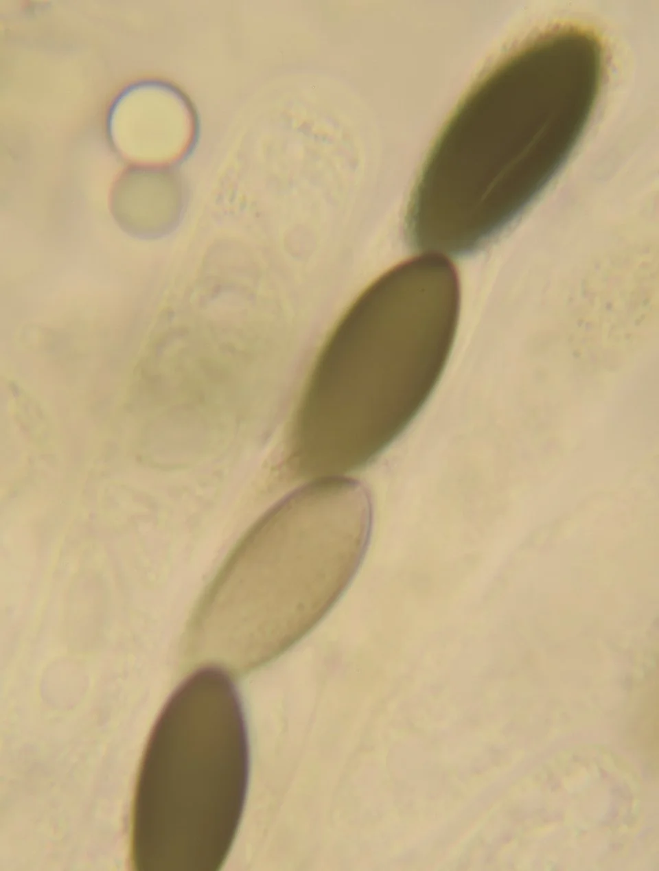  Nail Fungus,&nbsp; Poronia punctata.  Image copyright Nick Aplin ©. 