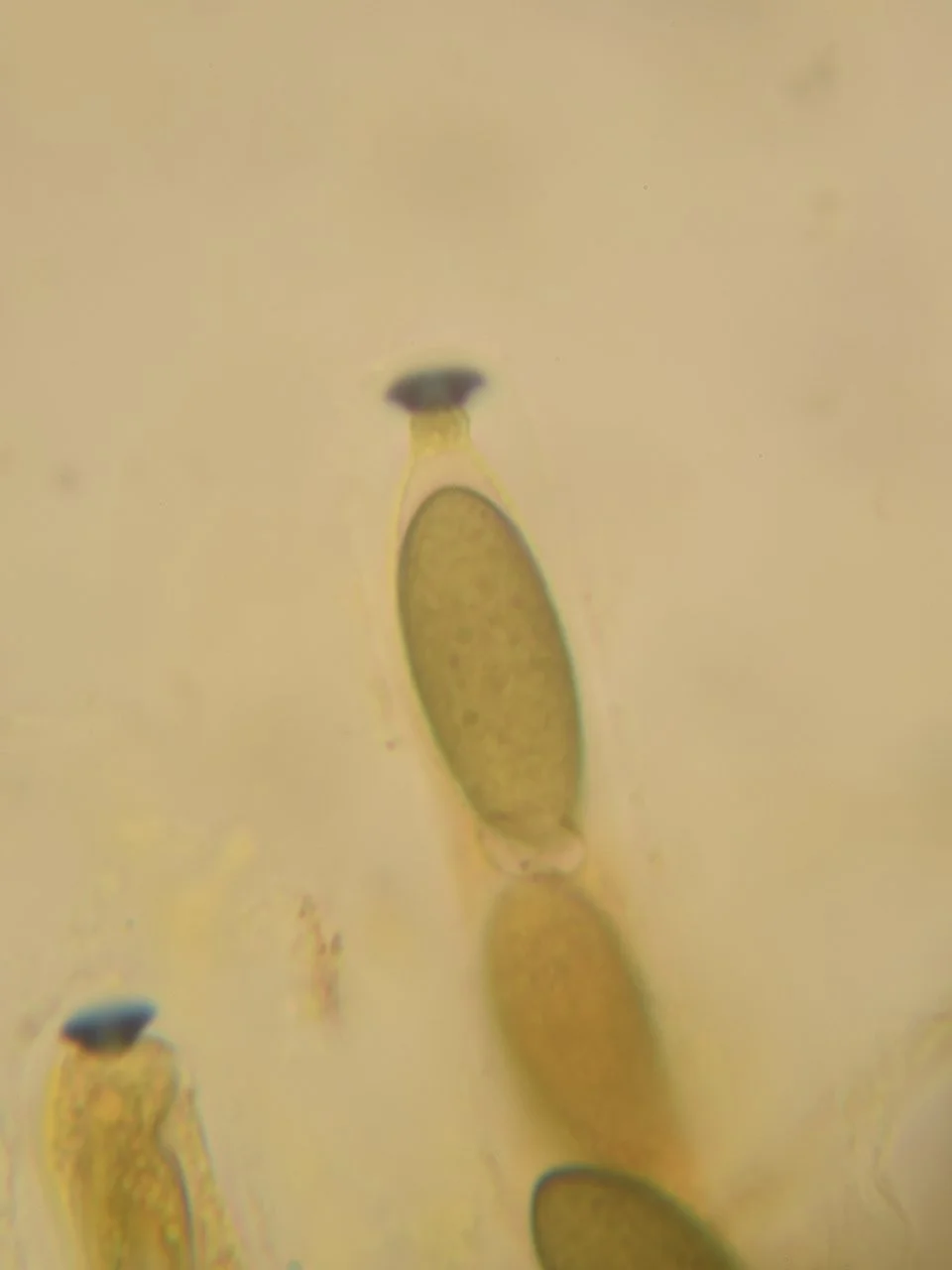  Nail Fungus,&nbsp; Poronia punctata.  Image copyright Nick Aplin ©. 